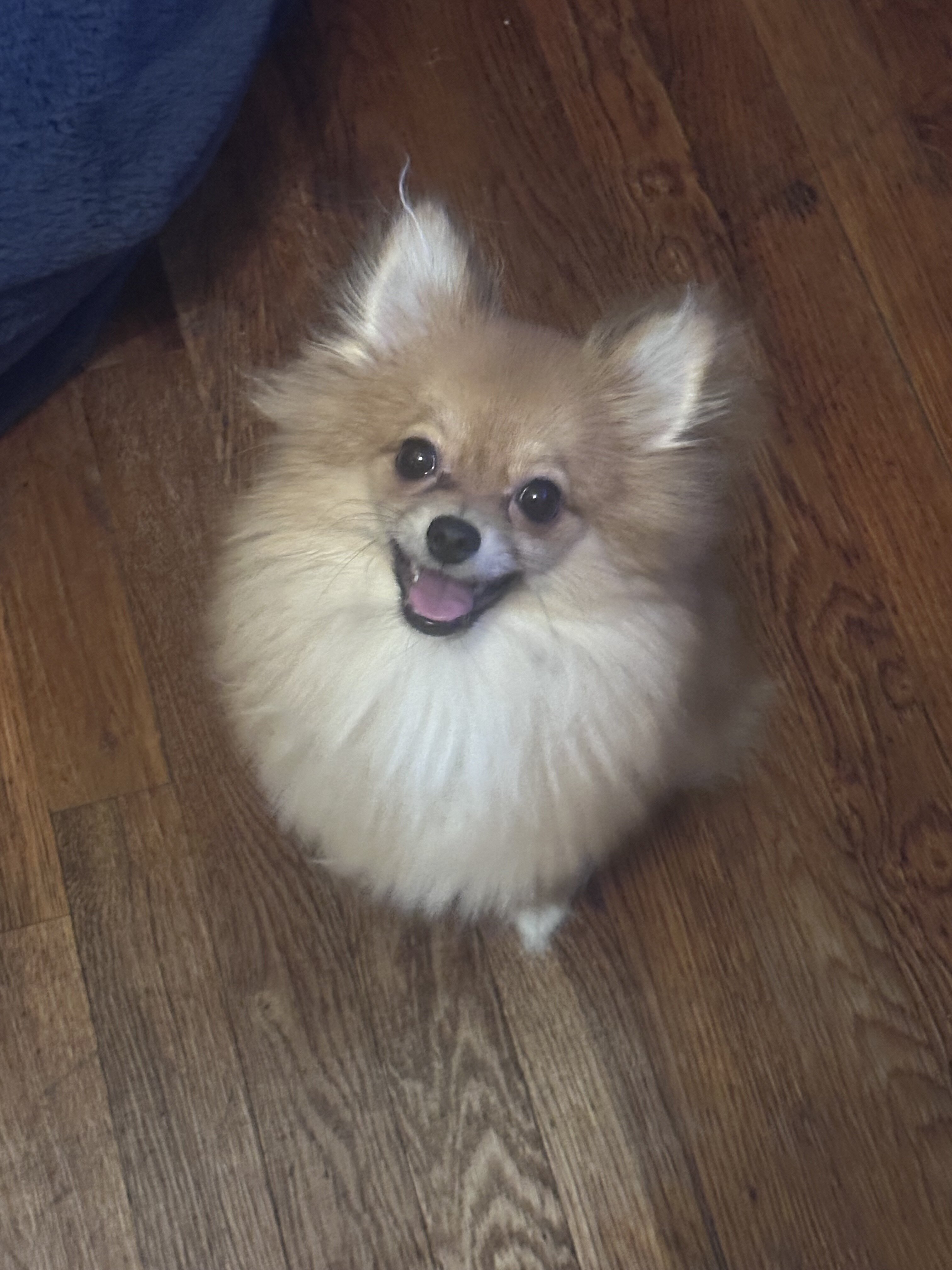Pomeranian pup image 2