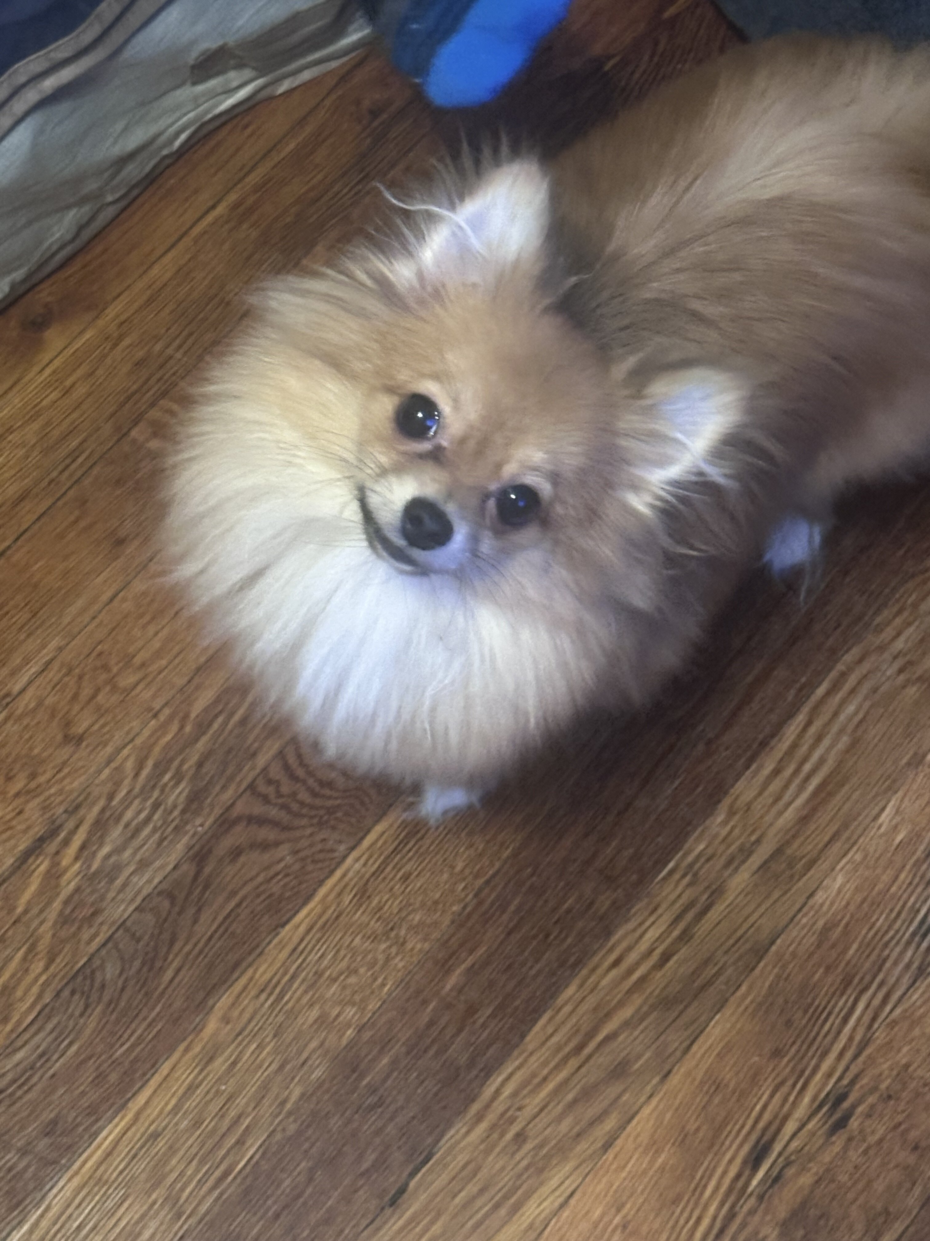 Pomeranian pup image 1