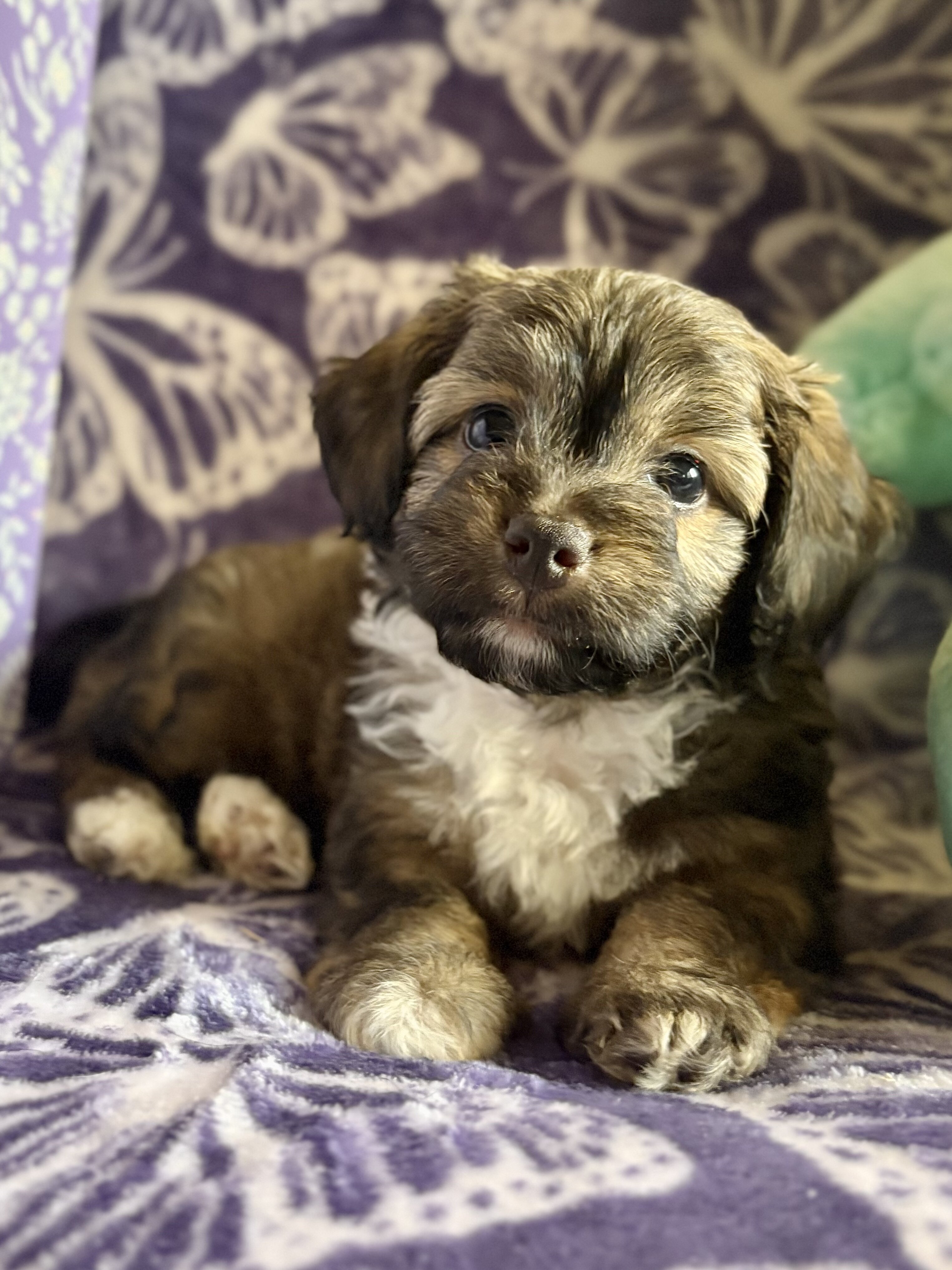 Yorkipoo Puppy image 1