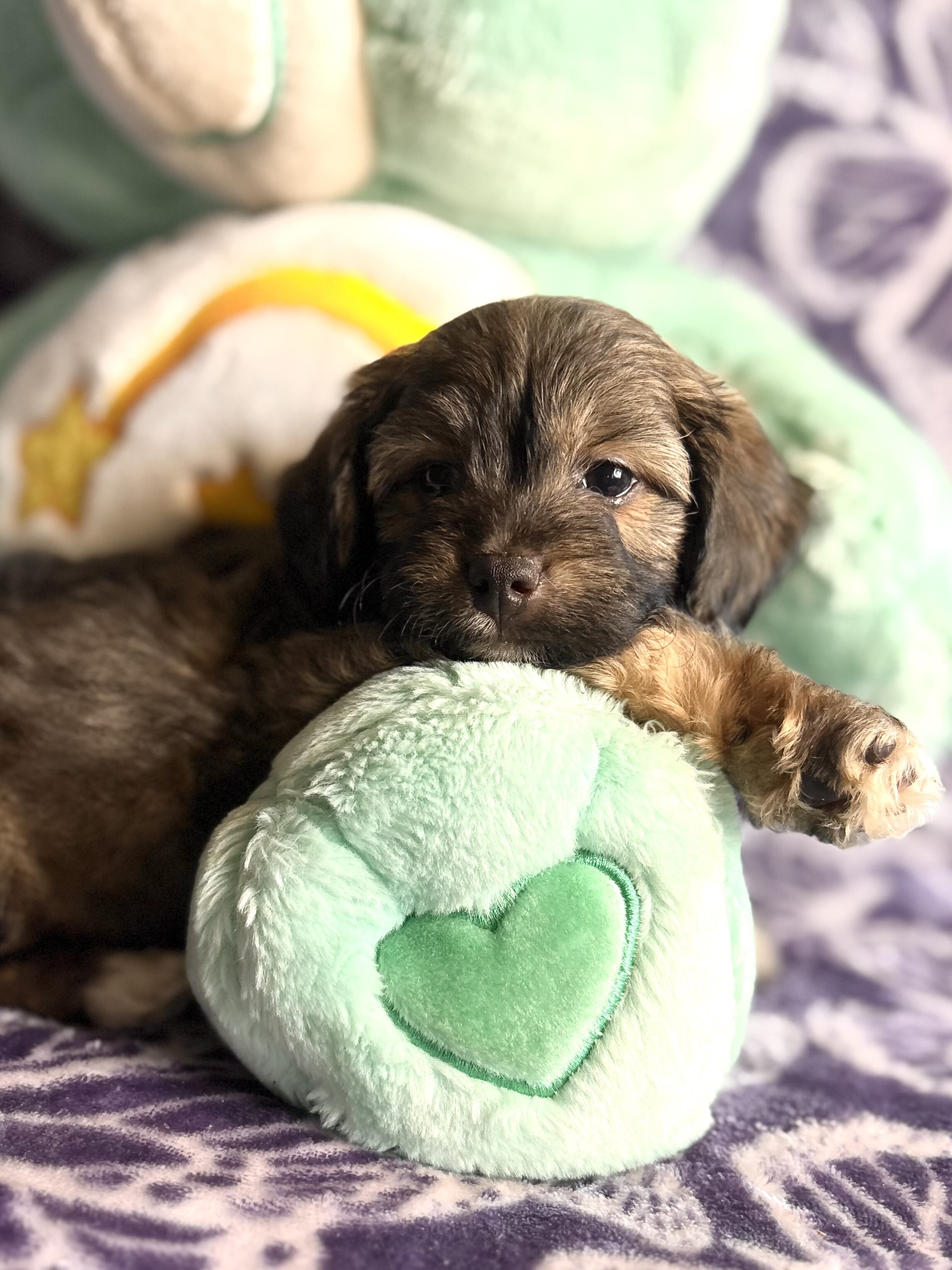 Yorkipoo Puppy image 2