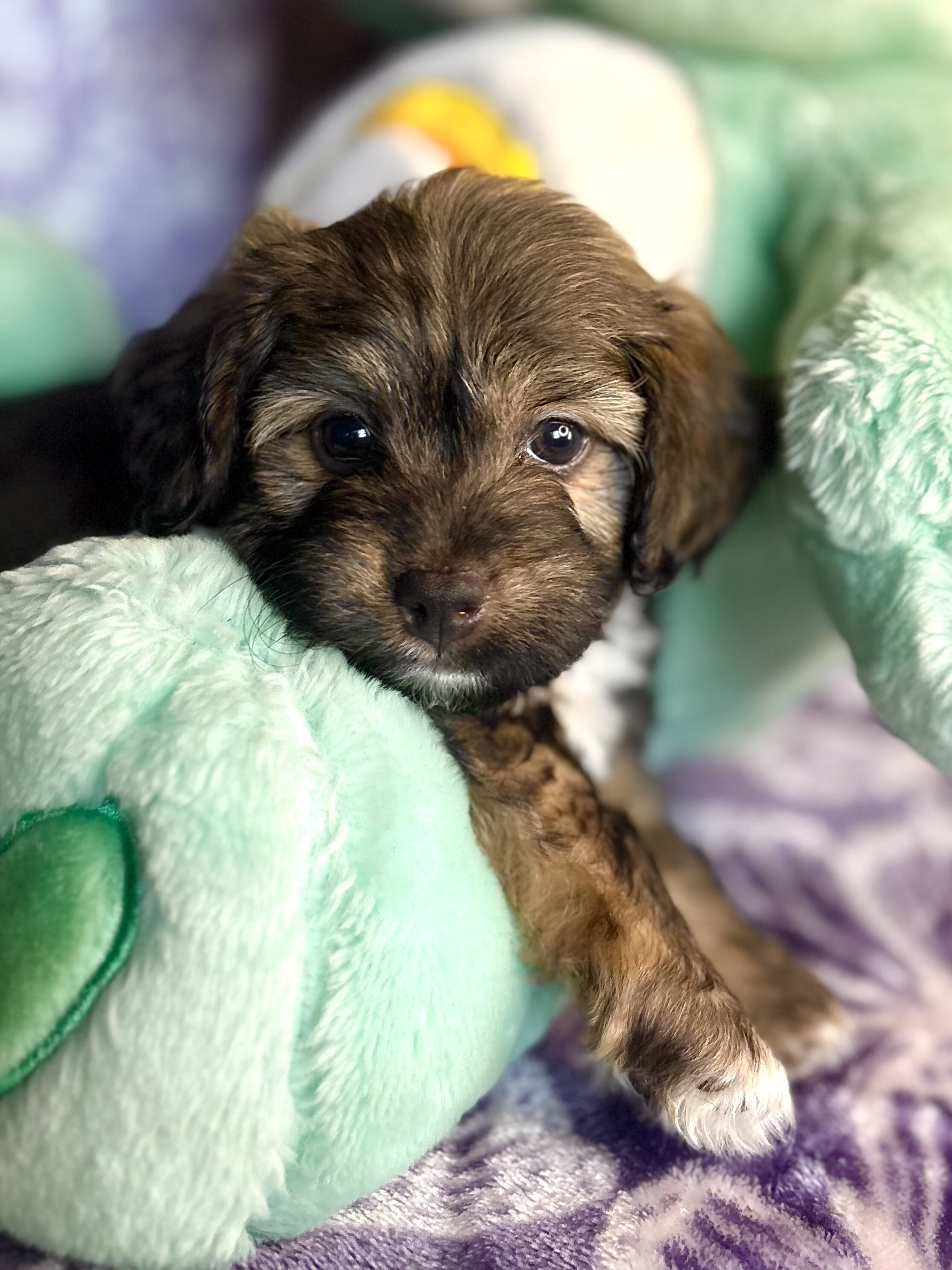 Yorkipoo Puppy image 3