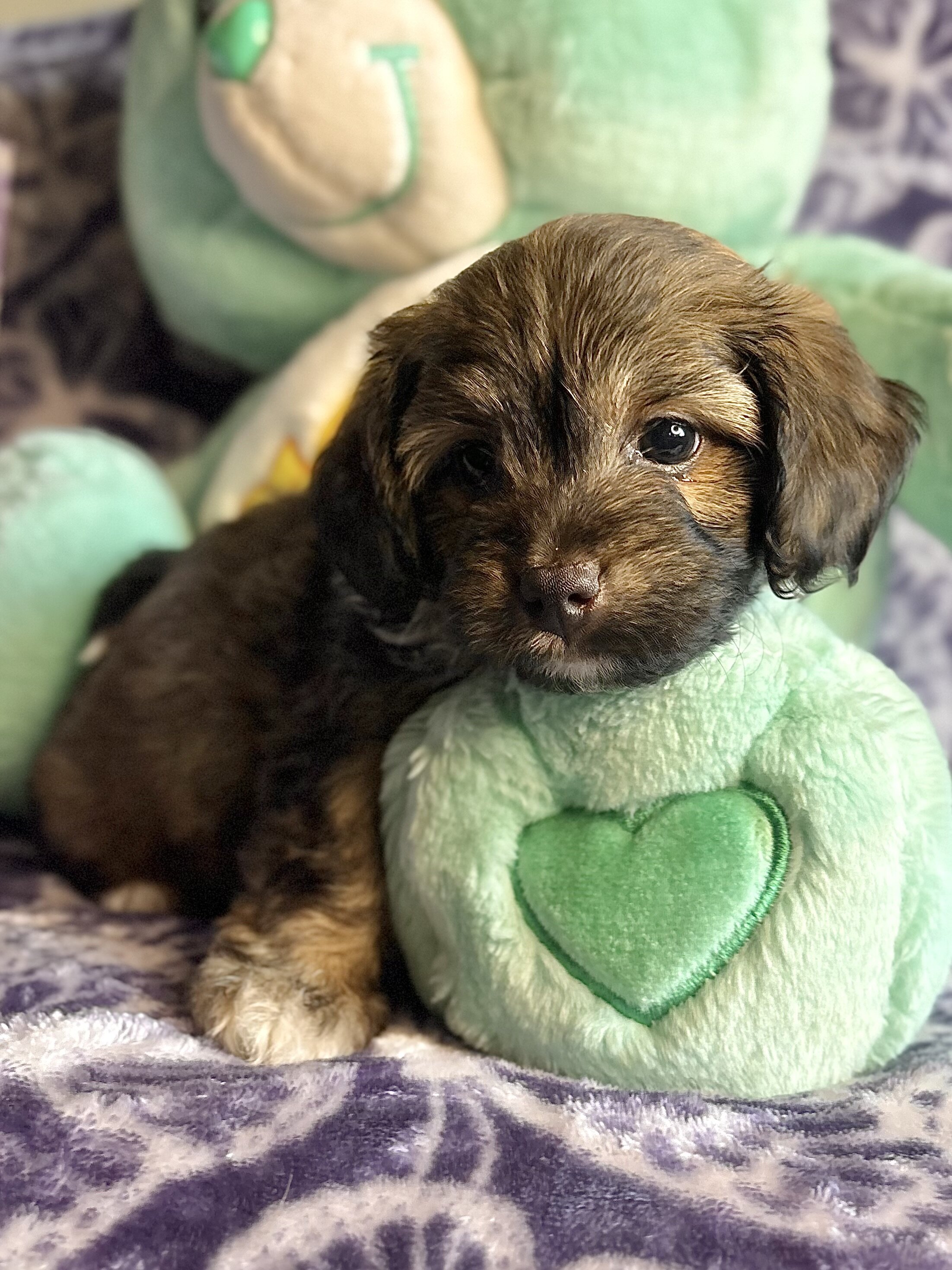 Yorkipoo Puppy image 4