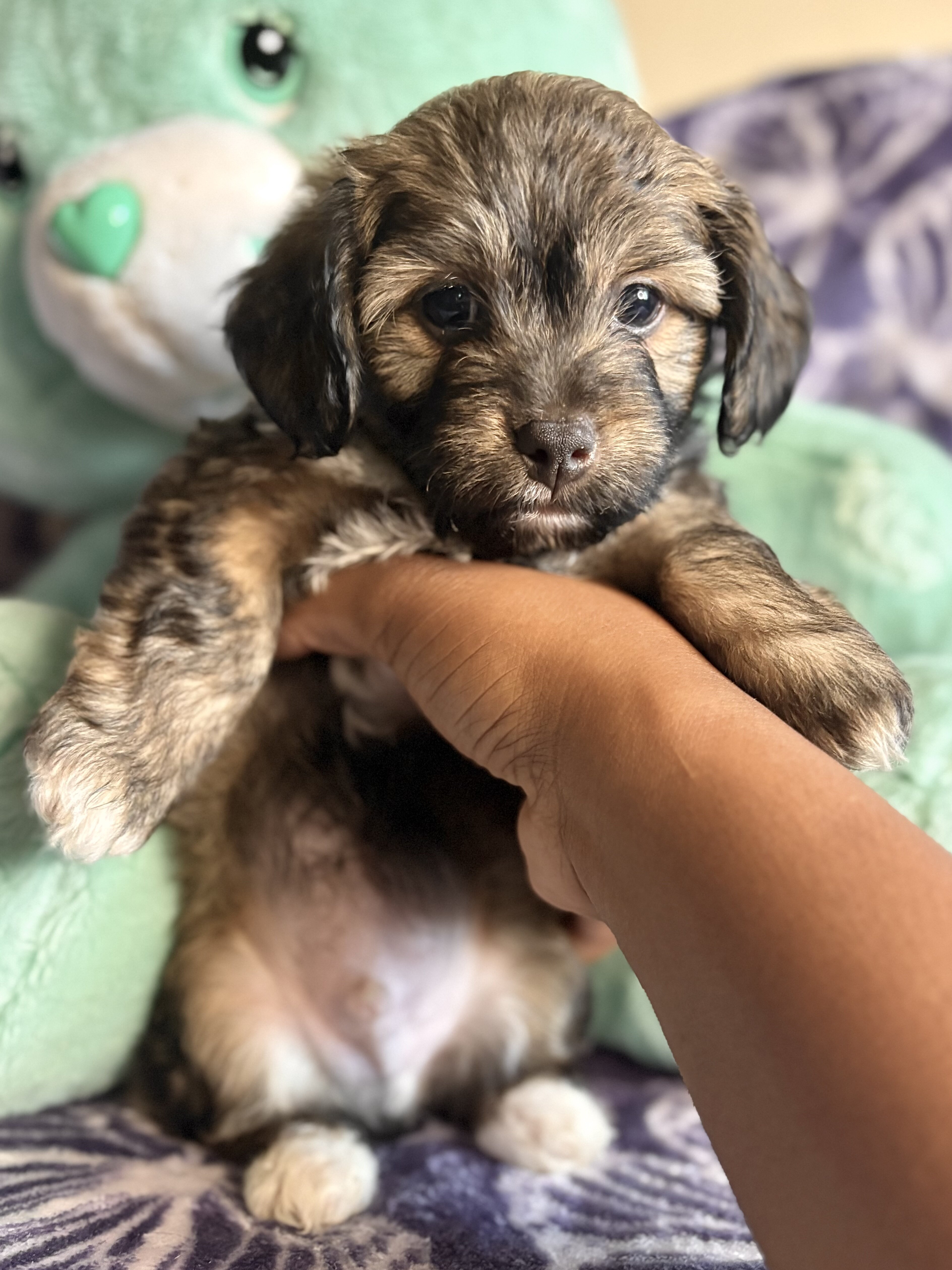 Yorkipoo Puppy image 5