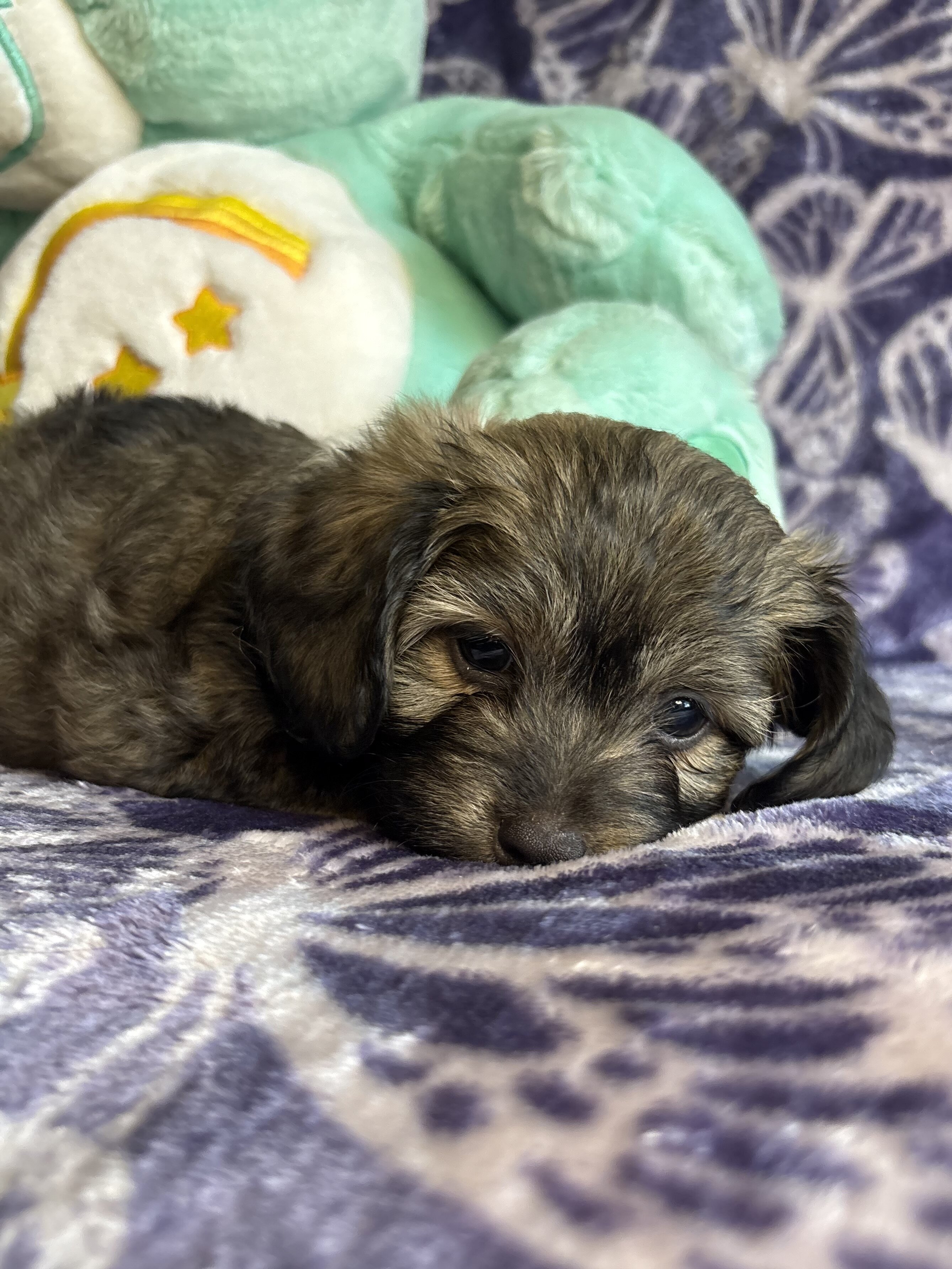 Yorkipoo Puppy image 6