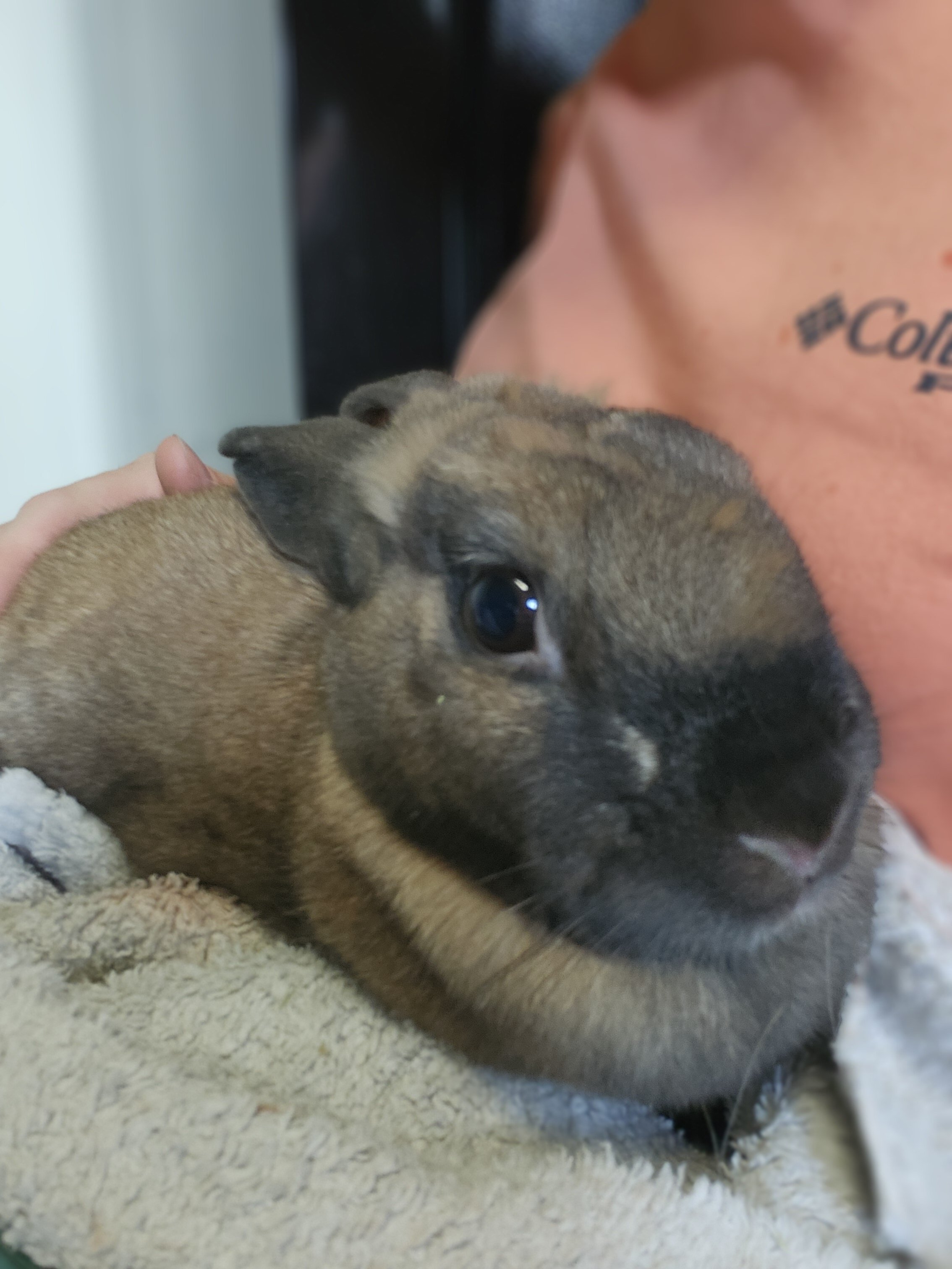 Sweet Rex Bunny and Huge Hutch image 2