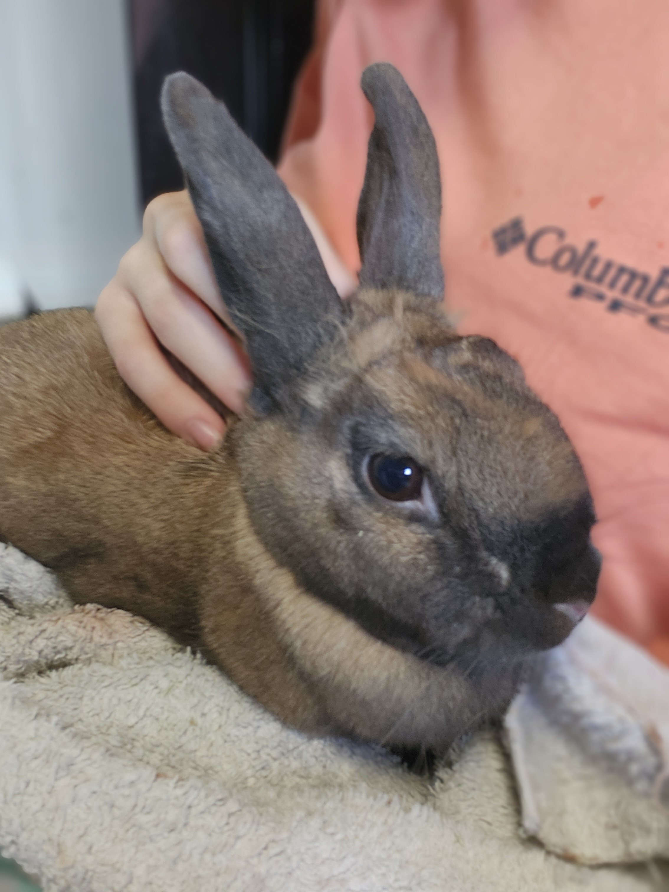 Sweet Rex Bunny and Huge Hutch image 3