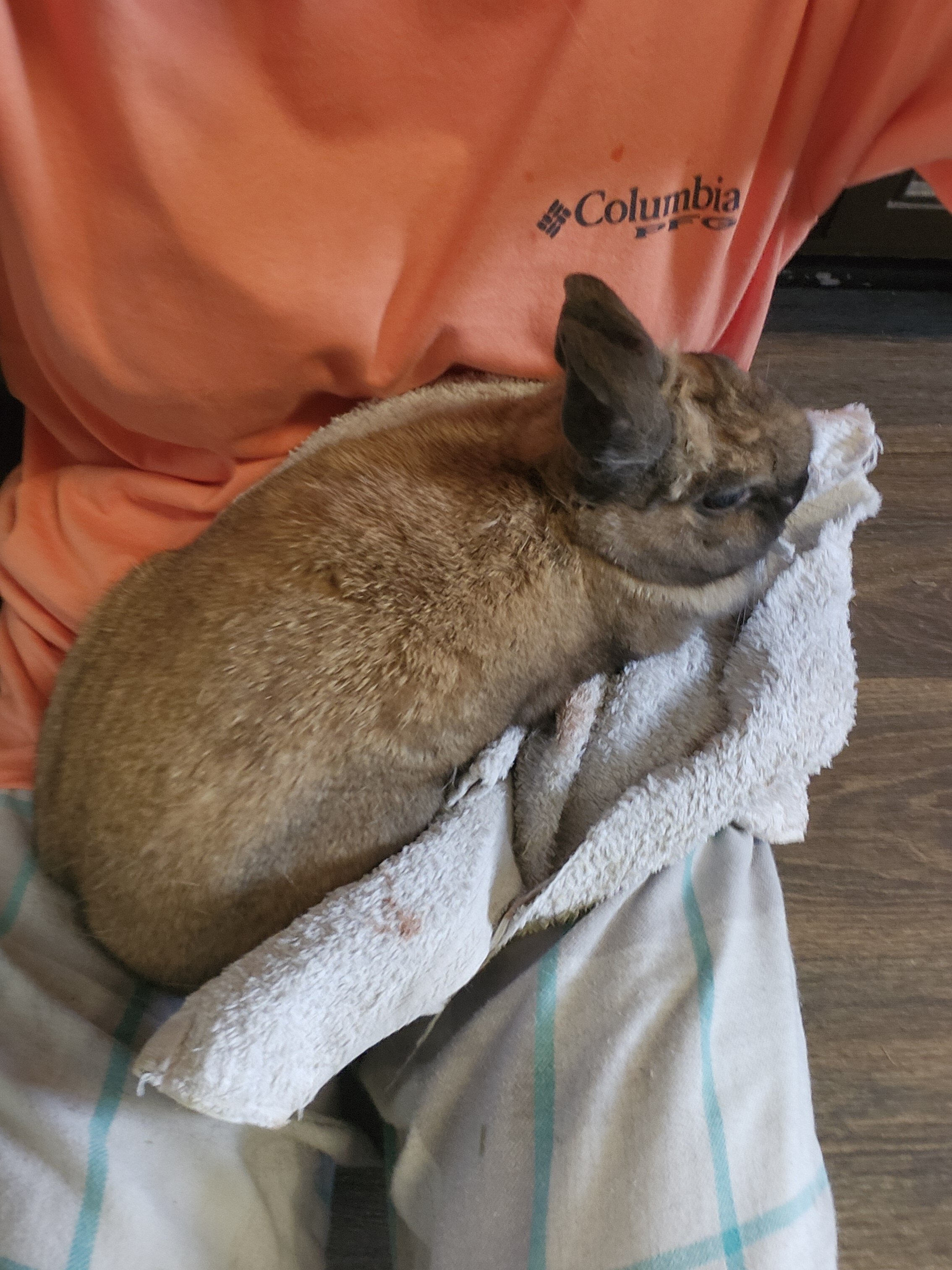 Sweet Rex Bunny and Huge Hutch image 1