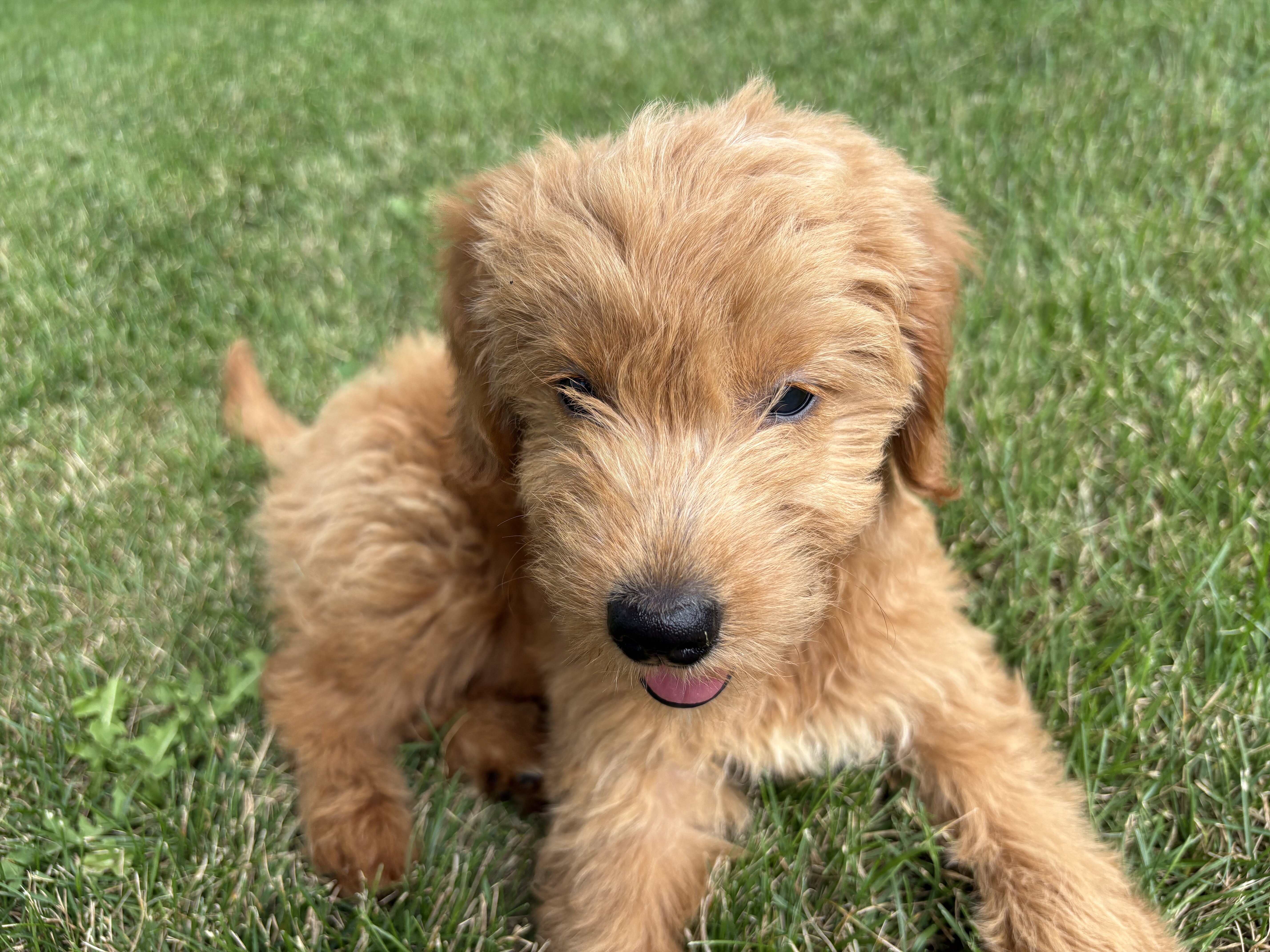 12 weeks old F1 female Mini Goldendoodle image 1