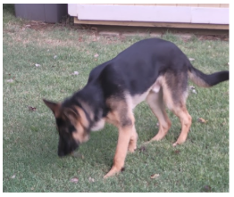 Active German Shepherd 6 Month Puppy image 2
