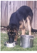 Active German Shepherd 6 Month Puppy image 3