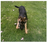 Active German Shepherd 6 Month Puppy image 1