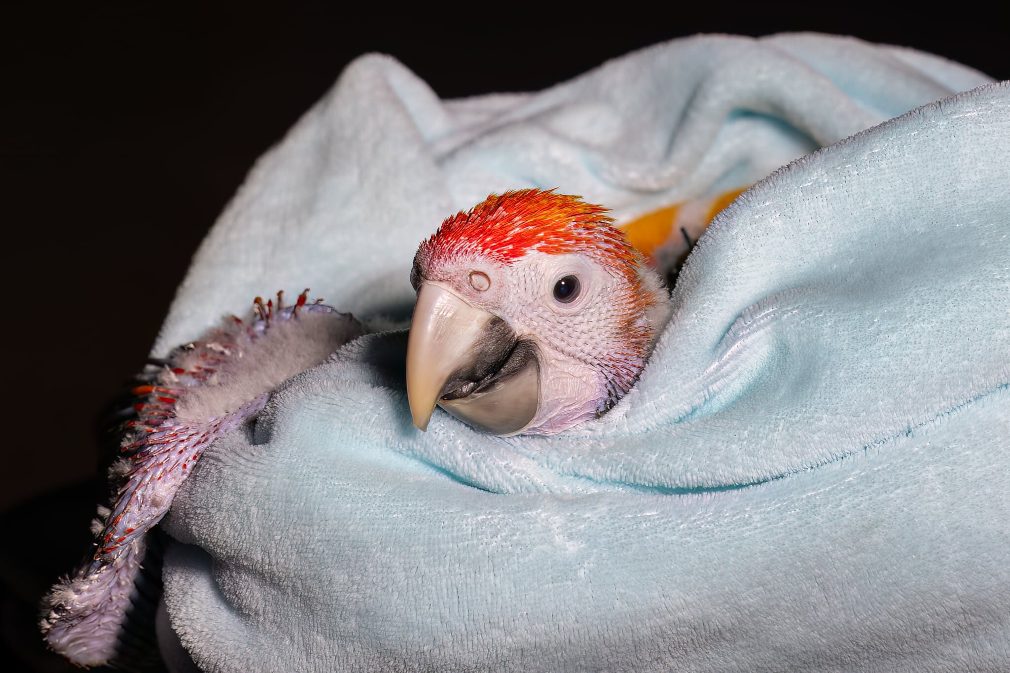 Scarlet Macaw image 1