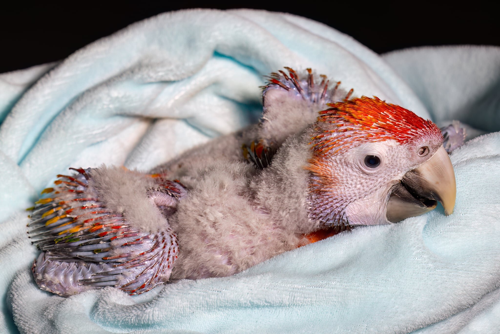 Scarlet Macaw image 2
