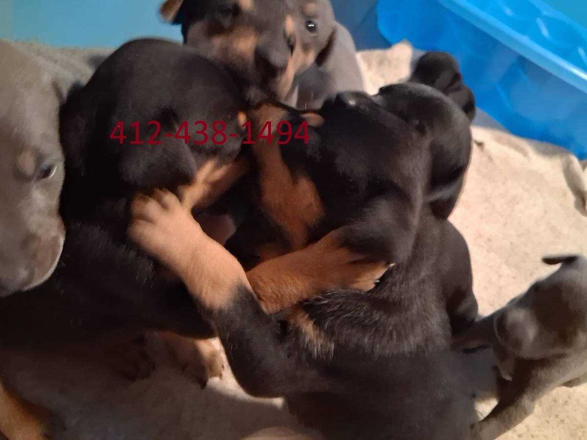 European doberman puppies image 1