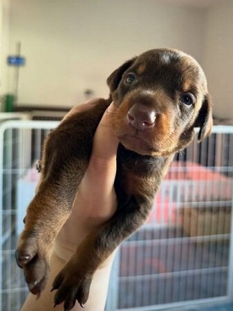 European doberman puppies image 2