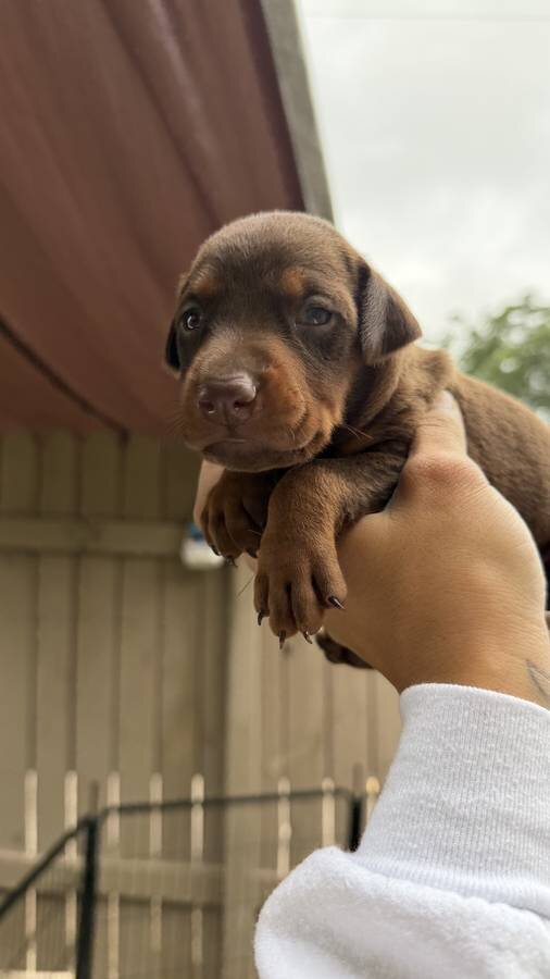 European doberman puppies image 3