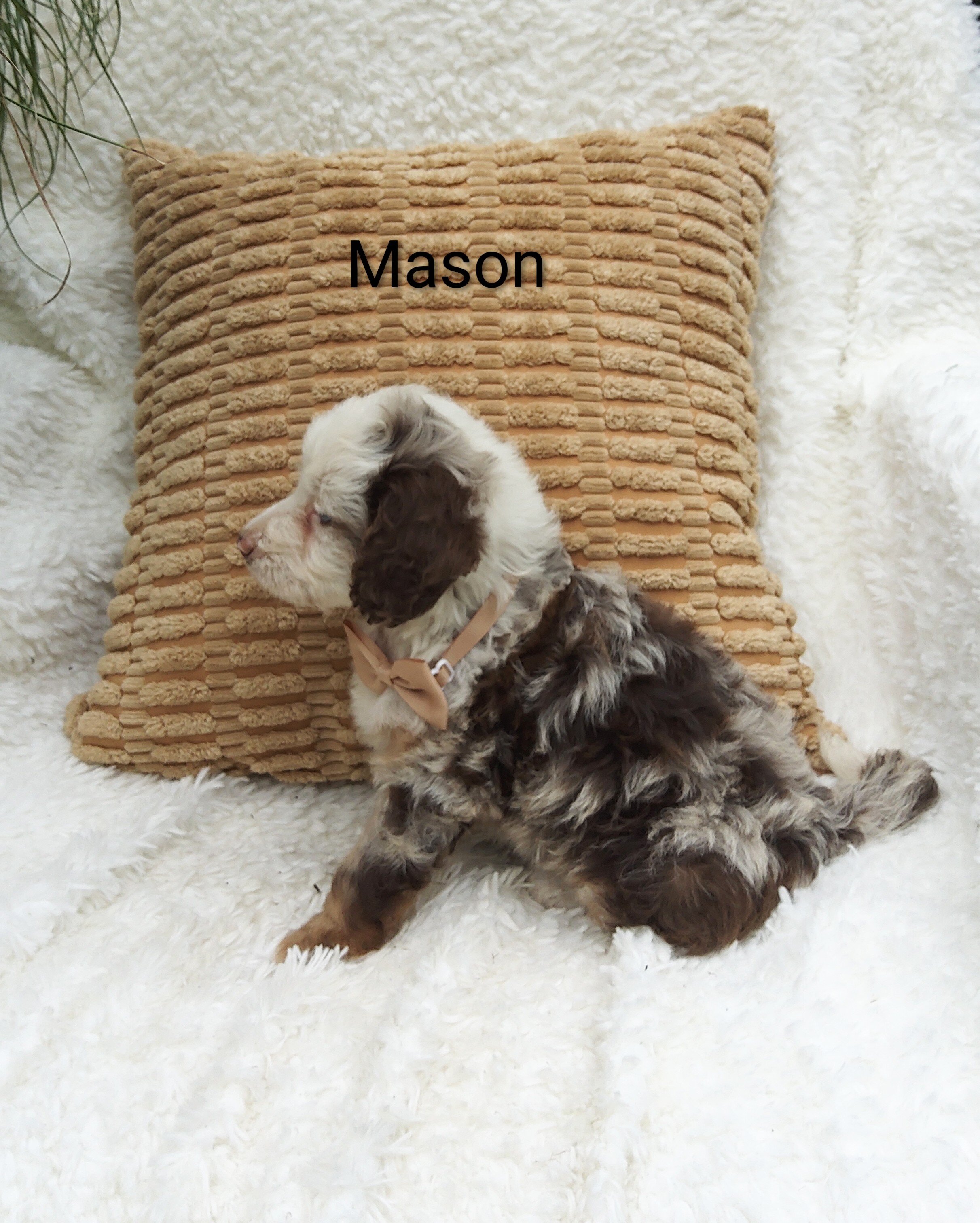 Mason image 3