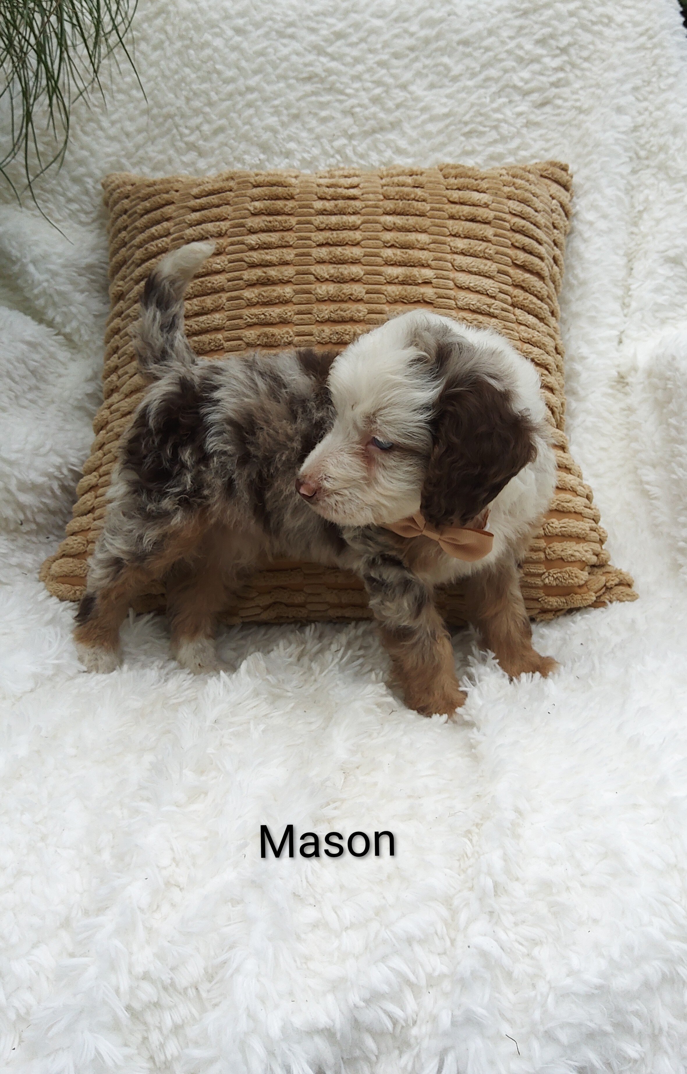 Mason image 1