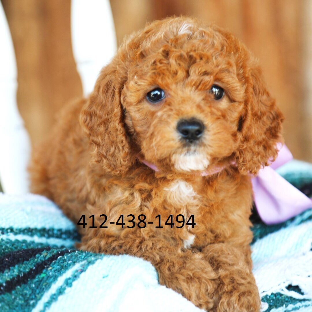 Mini Golden doodle puppies image 1