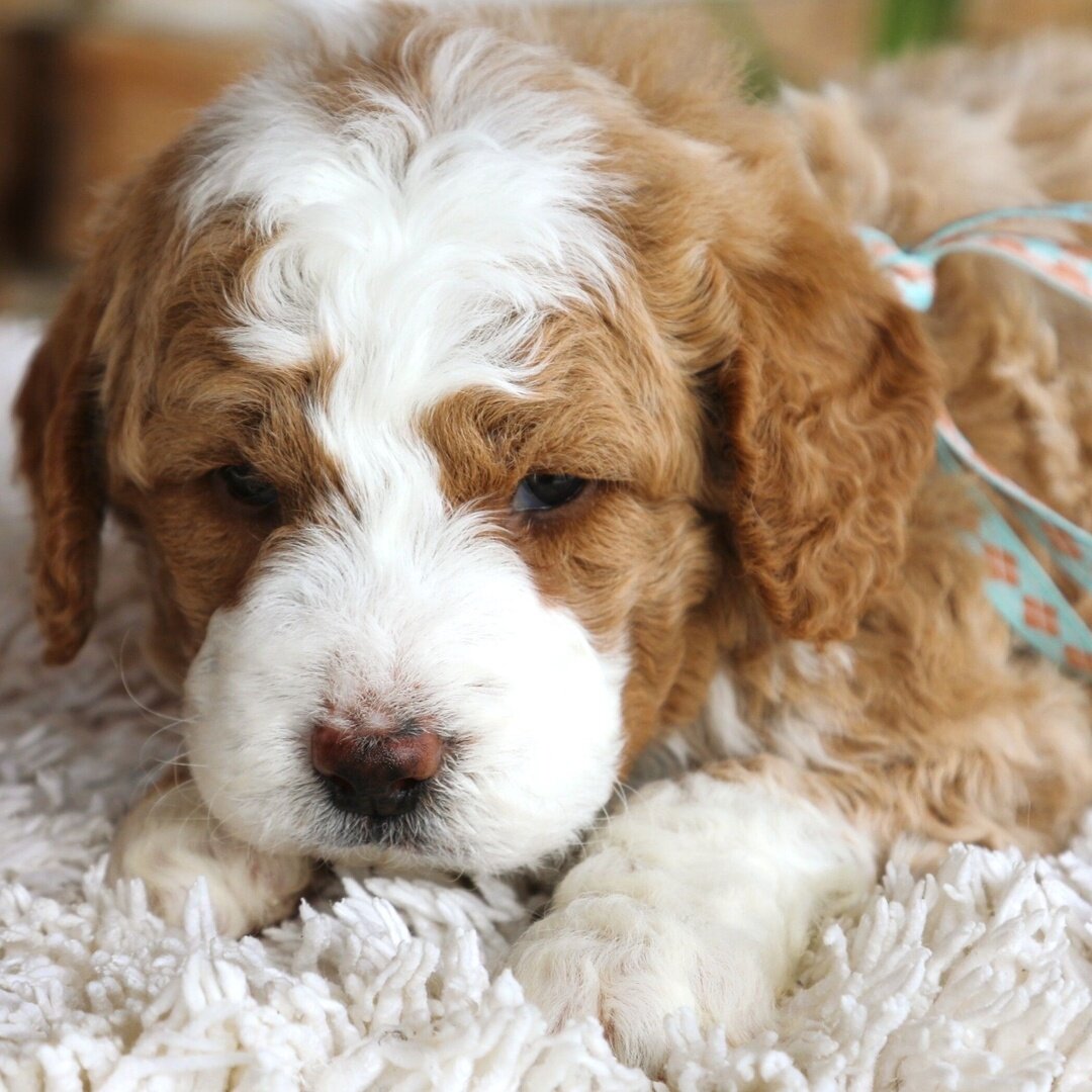 Mini Golden doodle puppies image 3