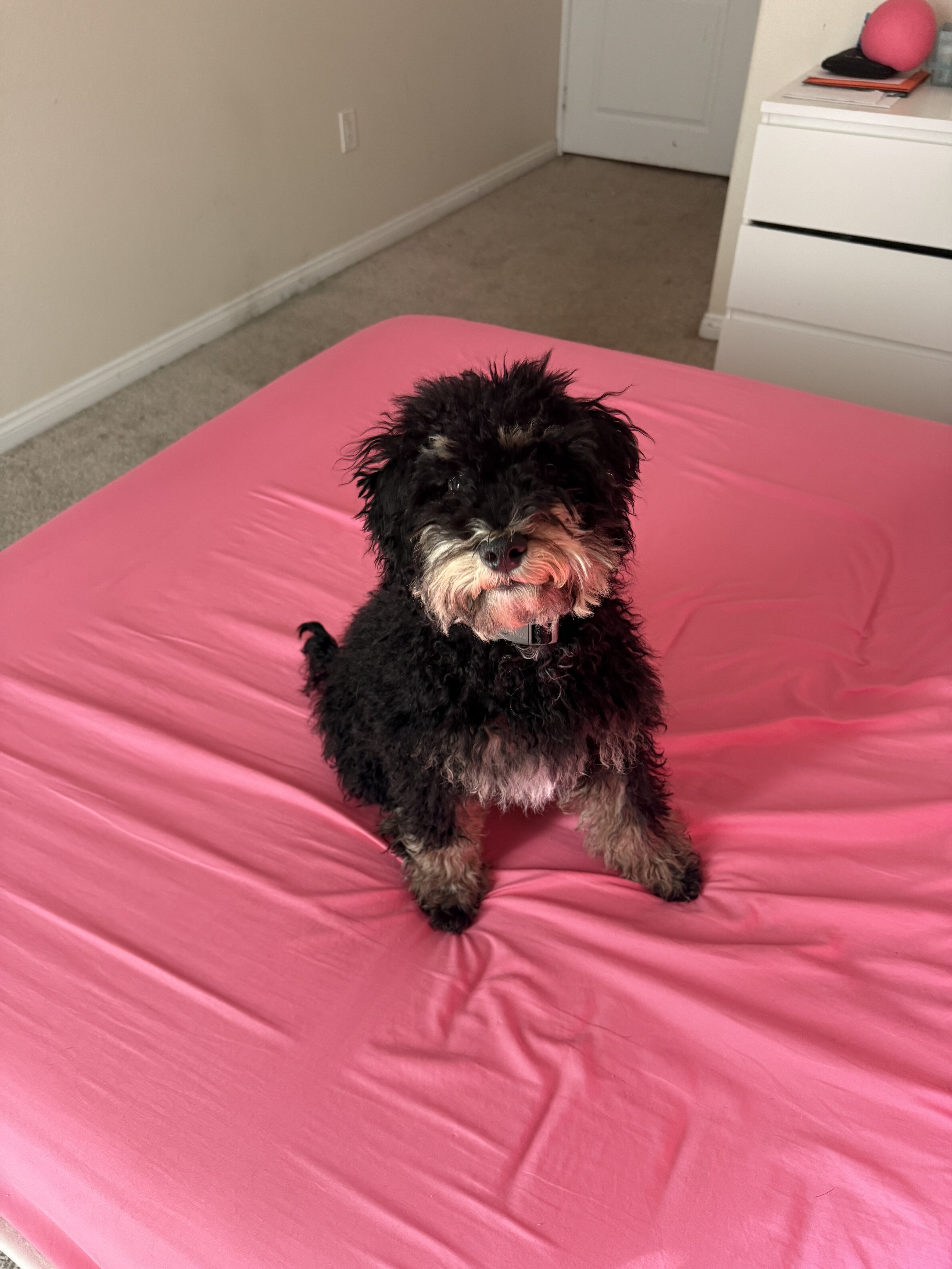 Dog image 1