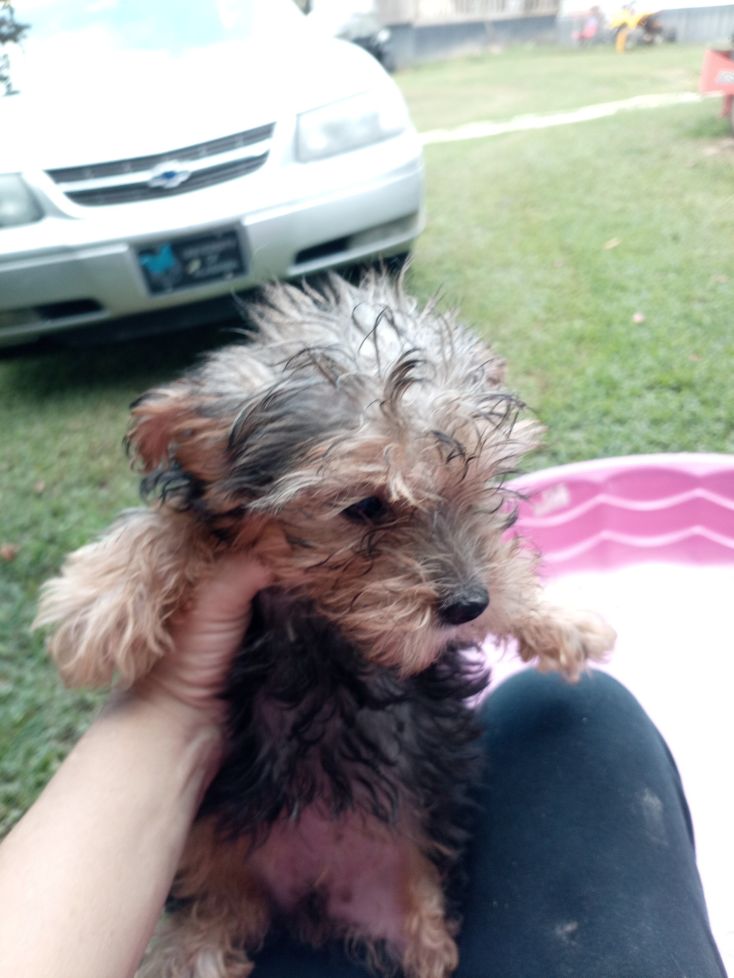 Yorkie puppies image 1