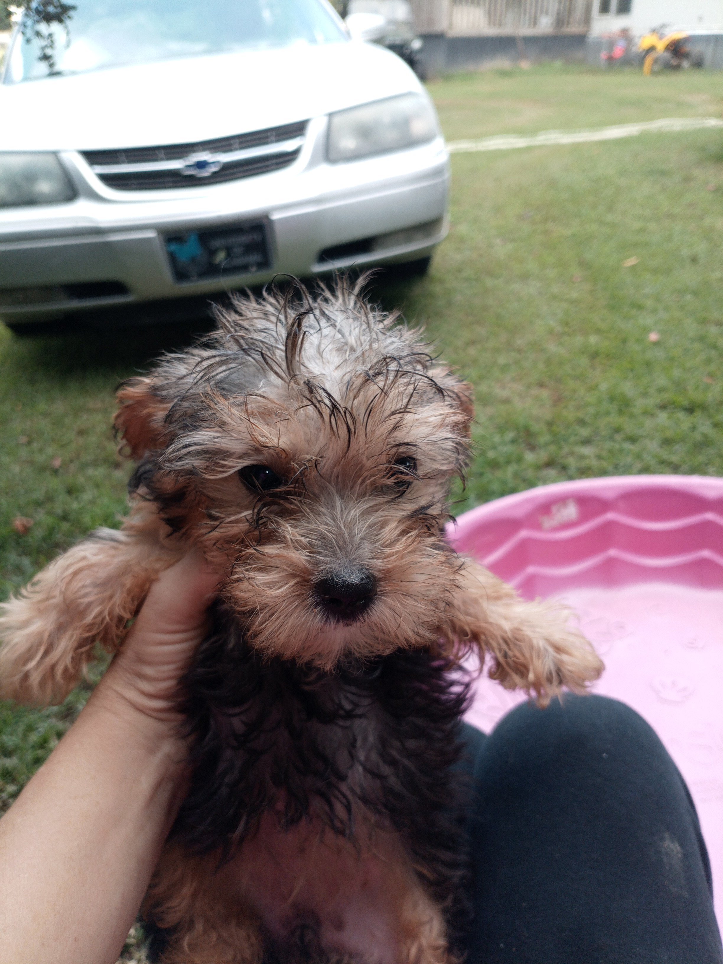 Yorkie puppies image 2