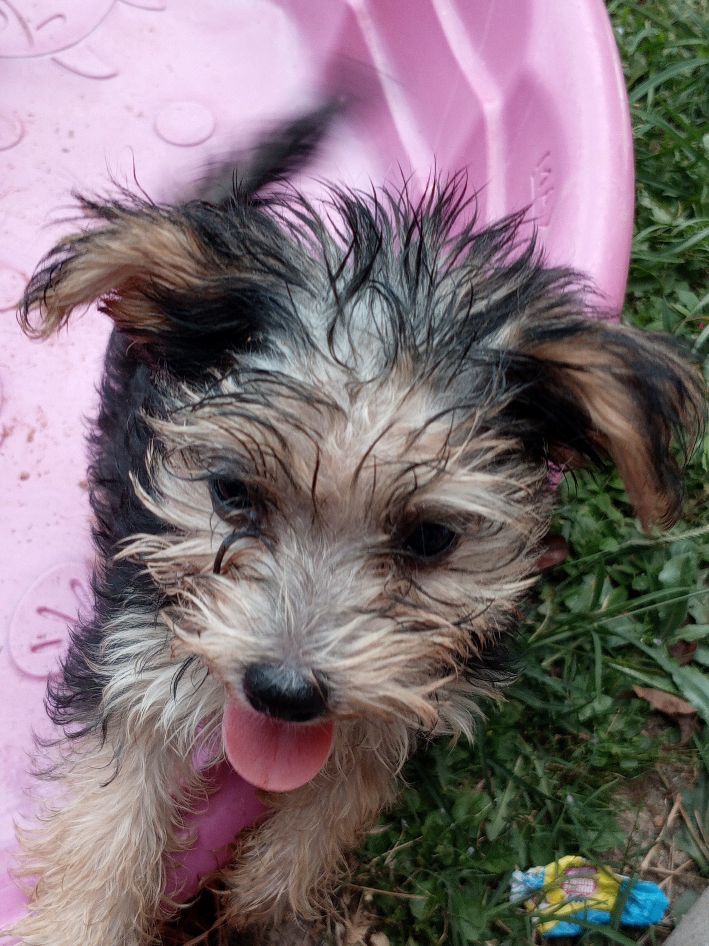 Yorkie puppies image 3