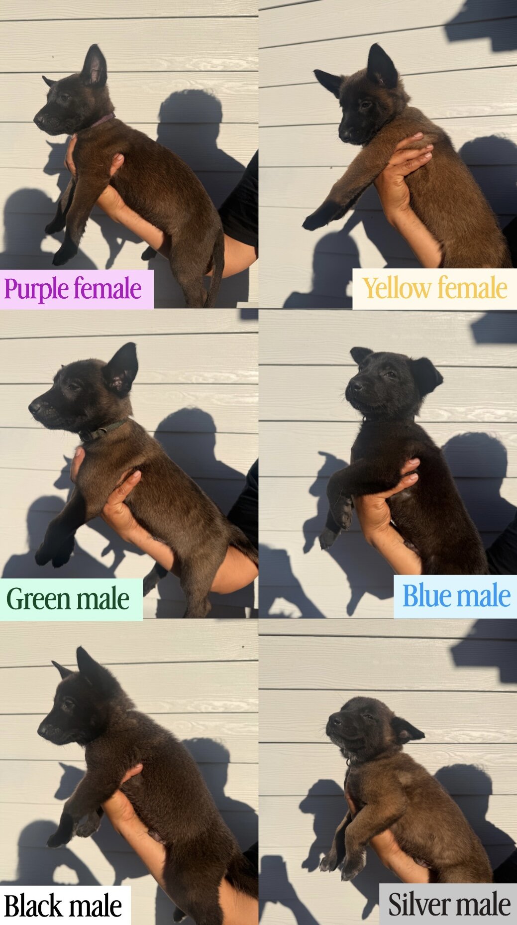 Belgian Malinois puppies image 1