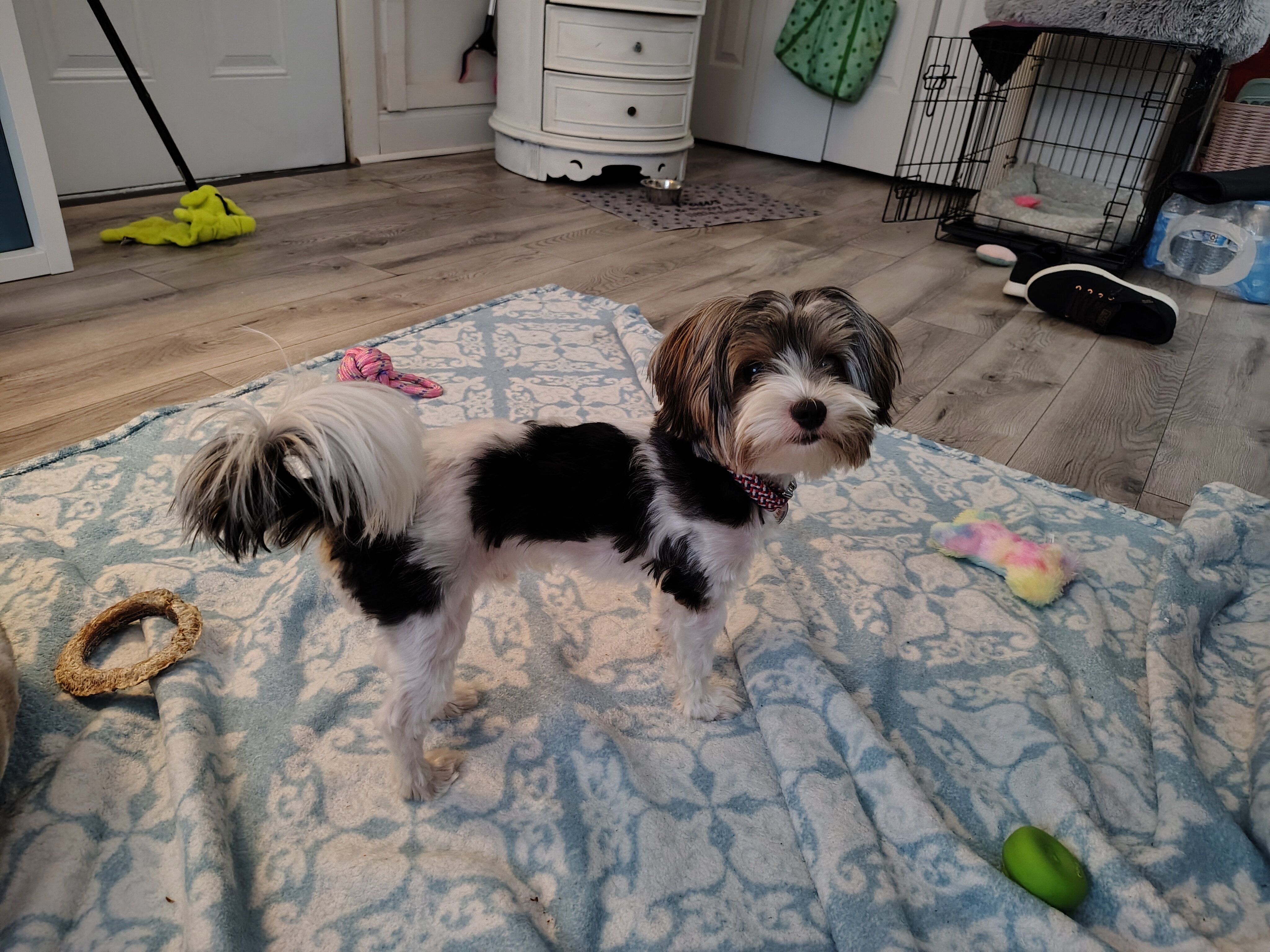 Dog image 4