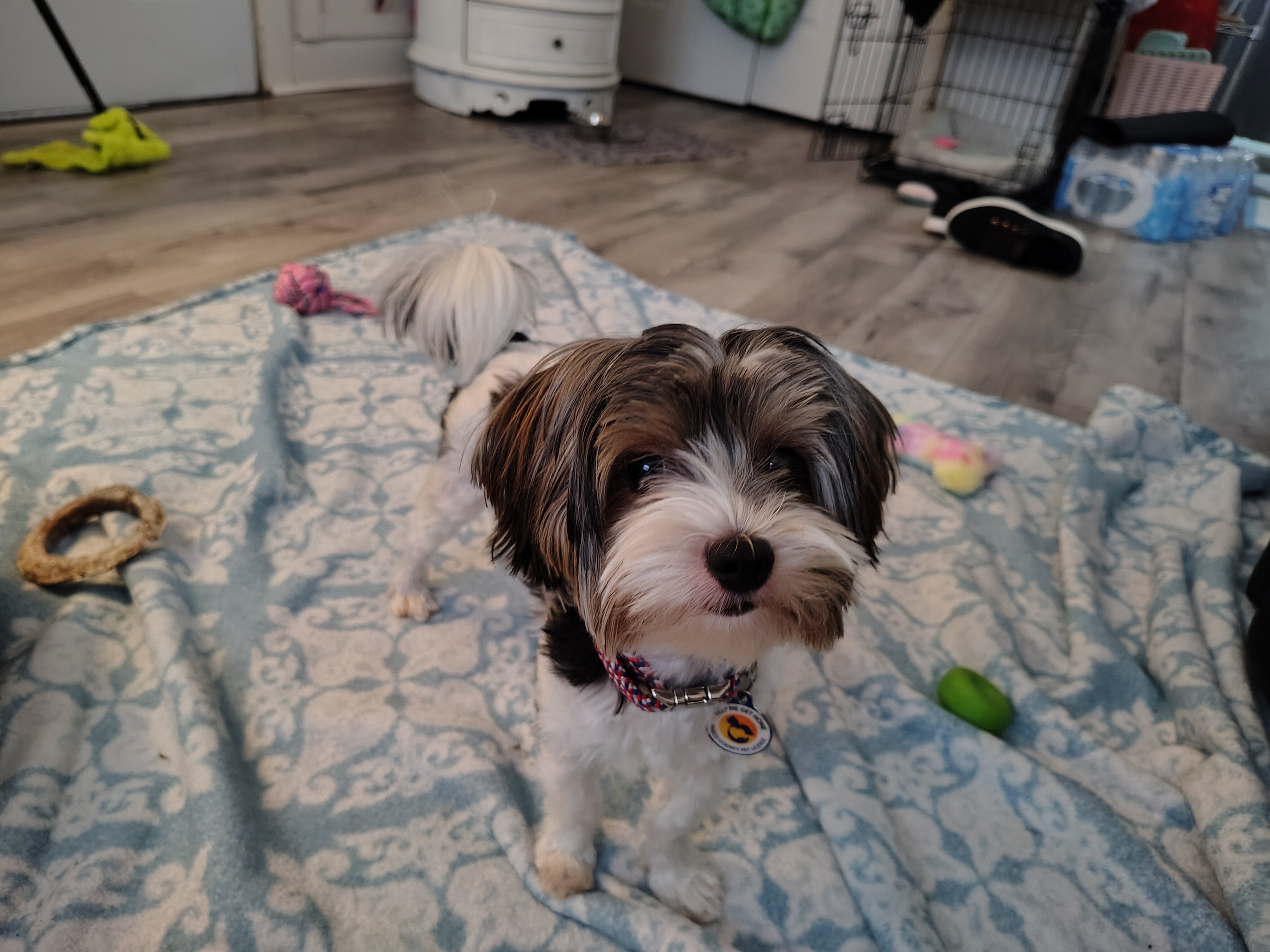 Dog image 1