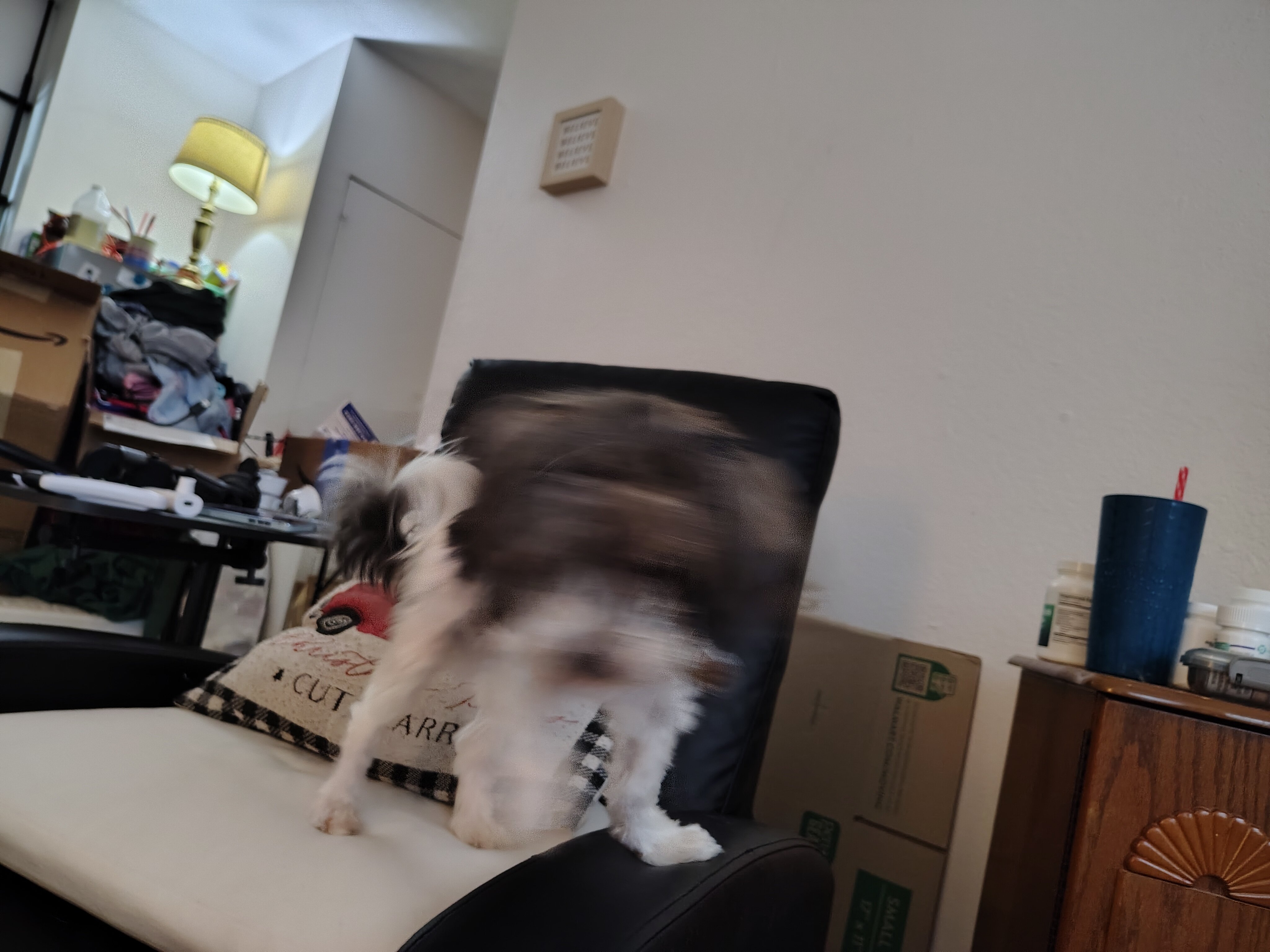 Dog image 3