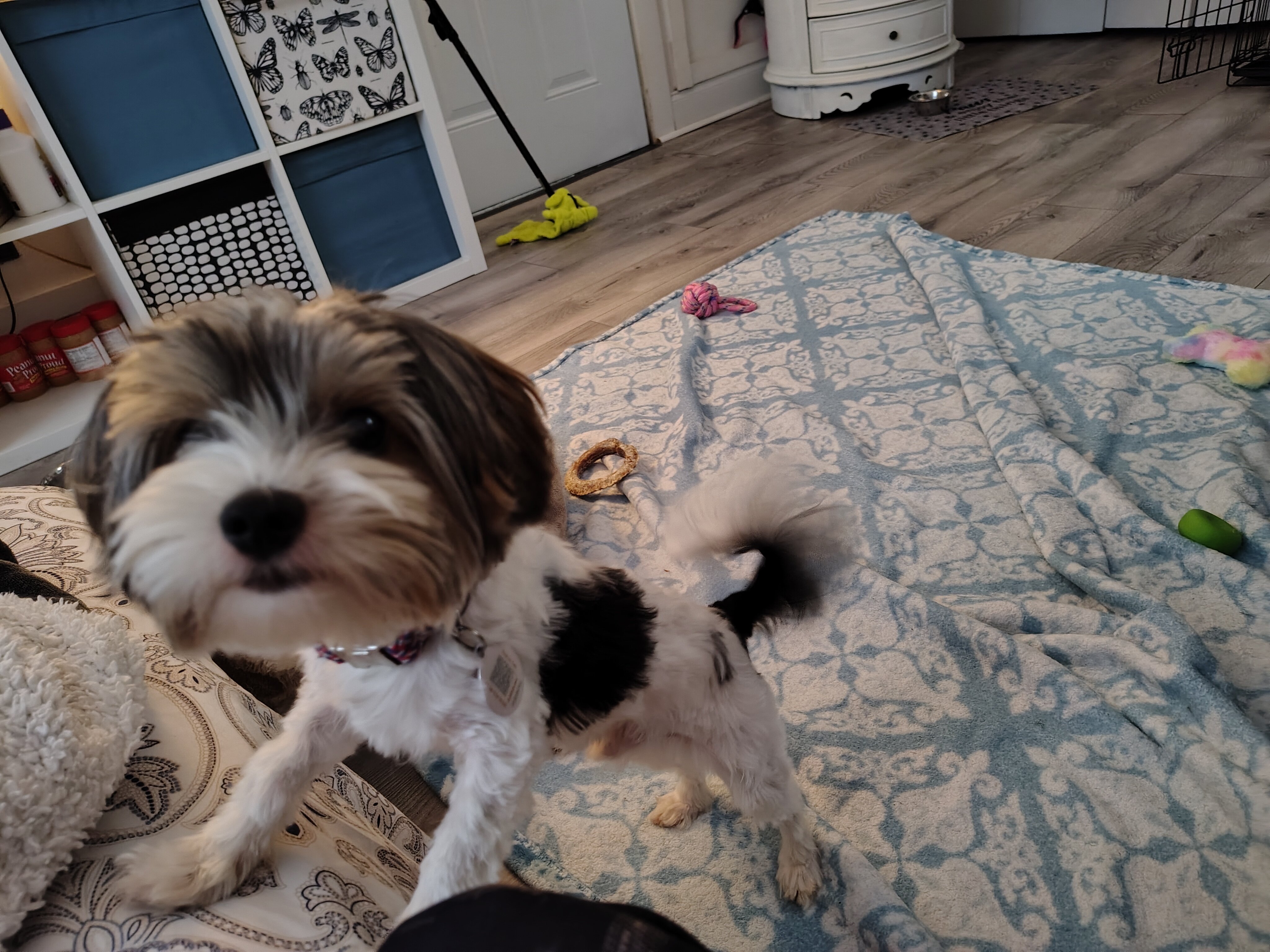 Dog image 5