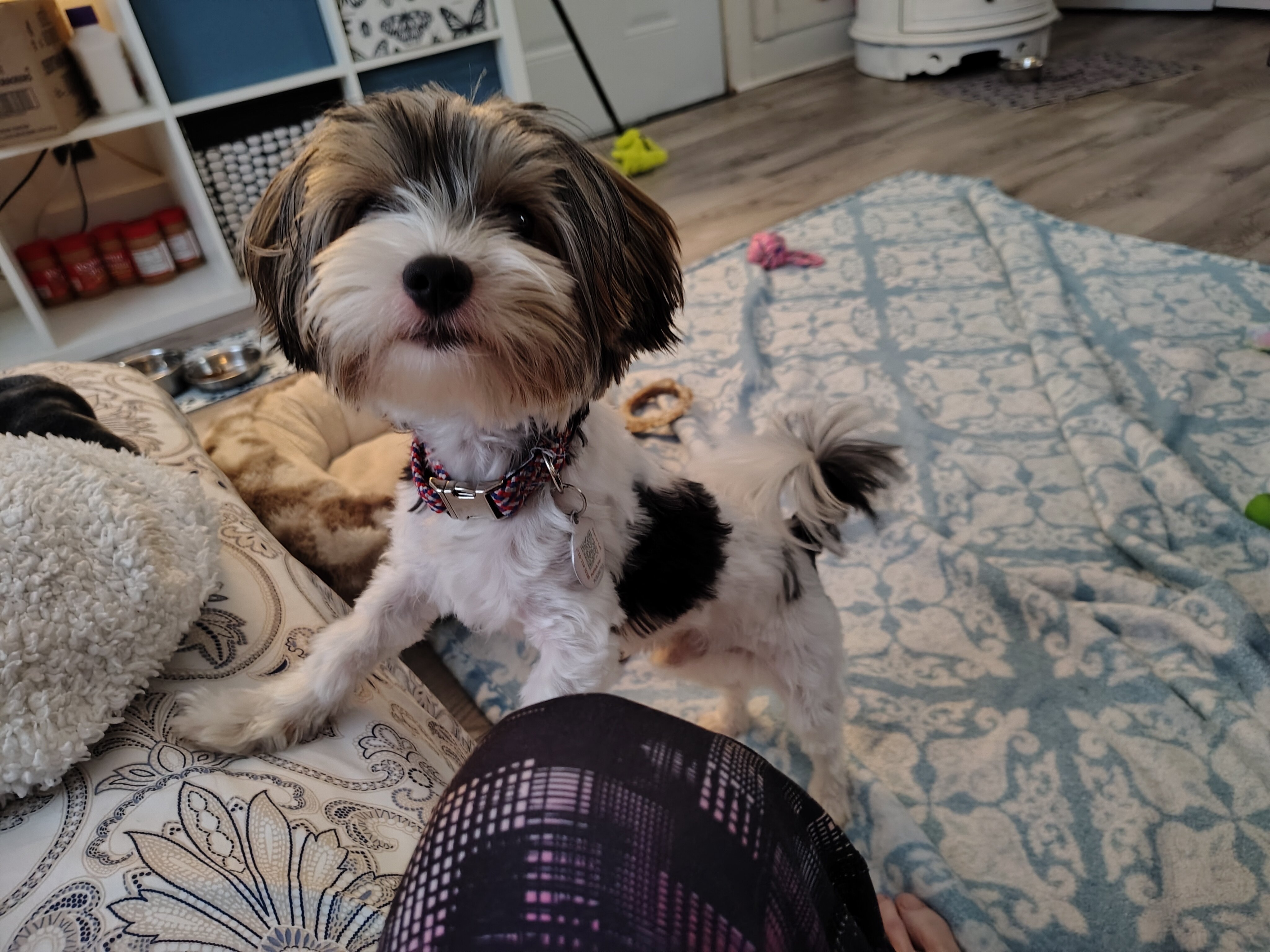 Dog image 2