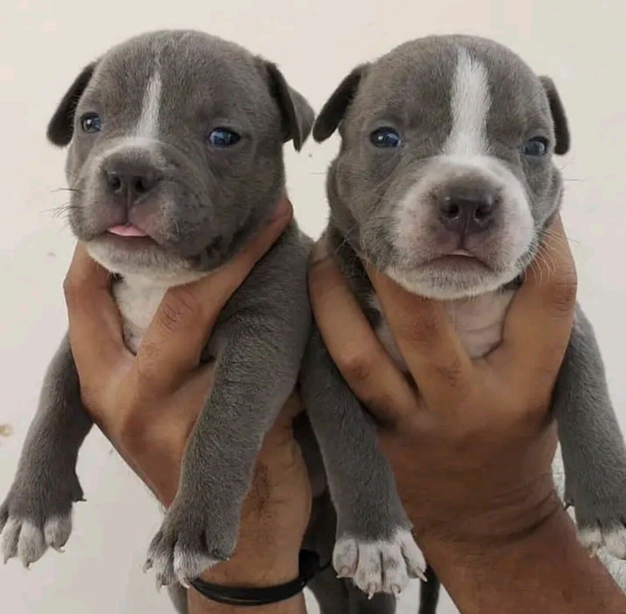 Pitbull puppies for sale near me image 1