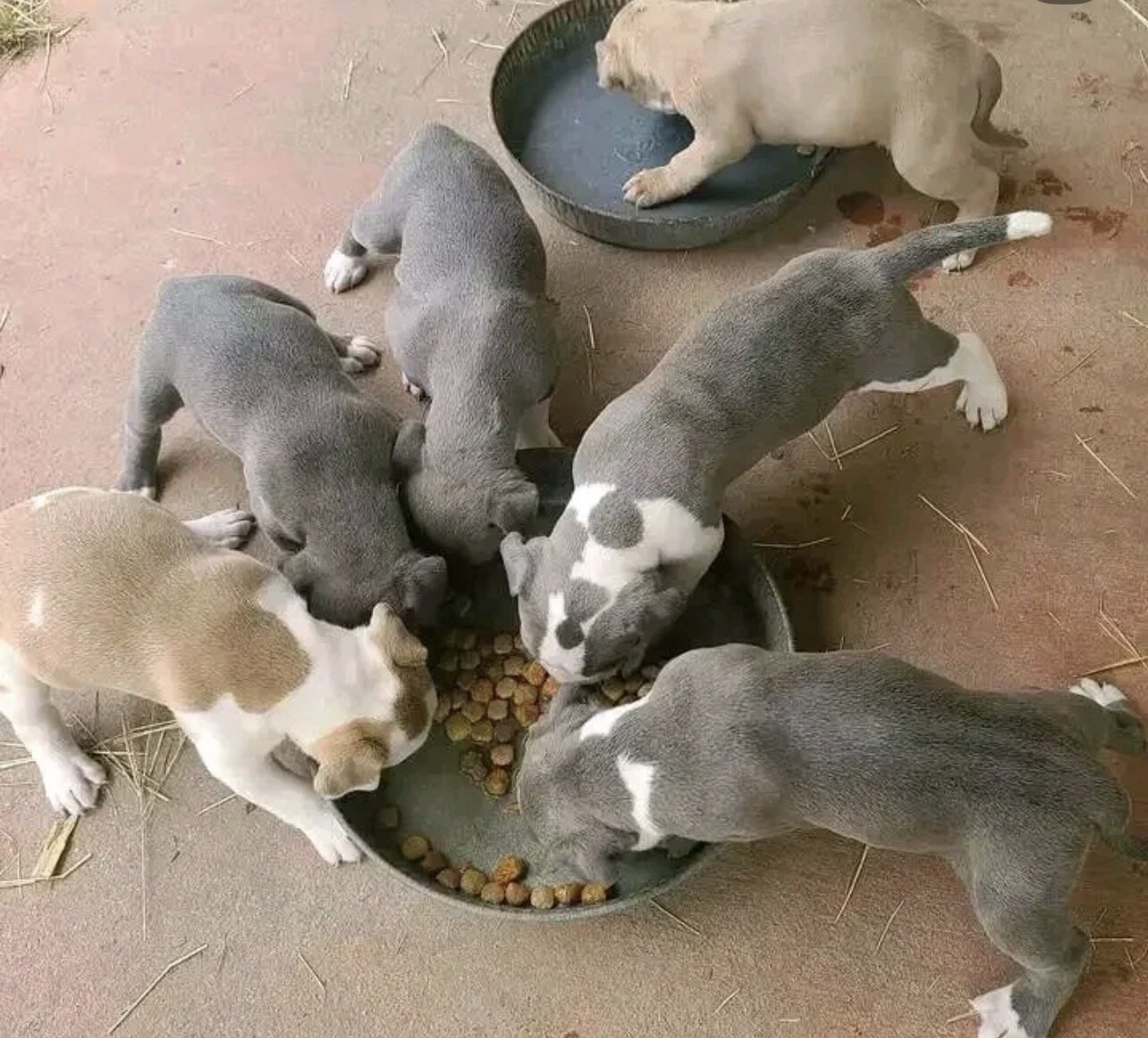Pitbull puppies for sale near me image 2