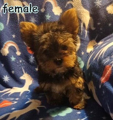 Yorkshire Terrier Puppies! image 2