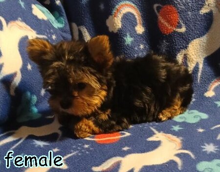 Yorkshire Terrier Puppies! image 1