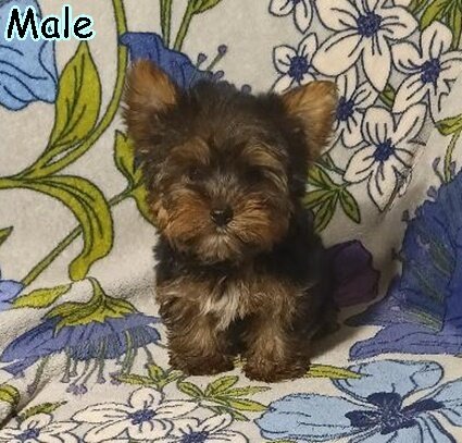 Yorkshire Terrier Puppies! image 4