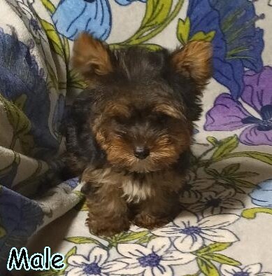 Yorkshire Terrier Puppies! image 3