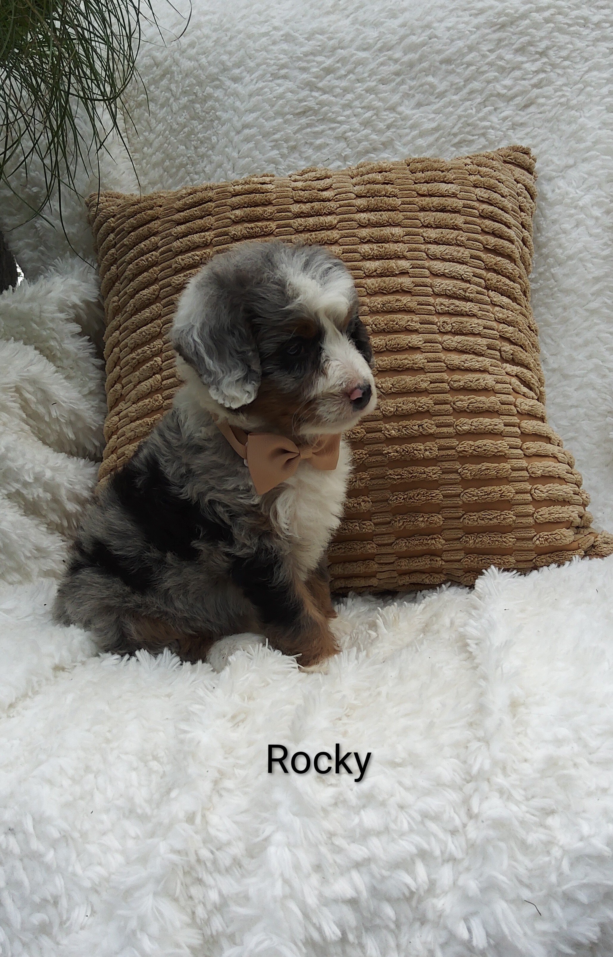 Rocky image 3