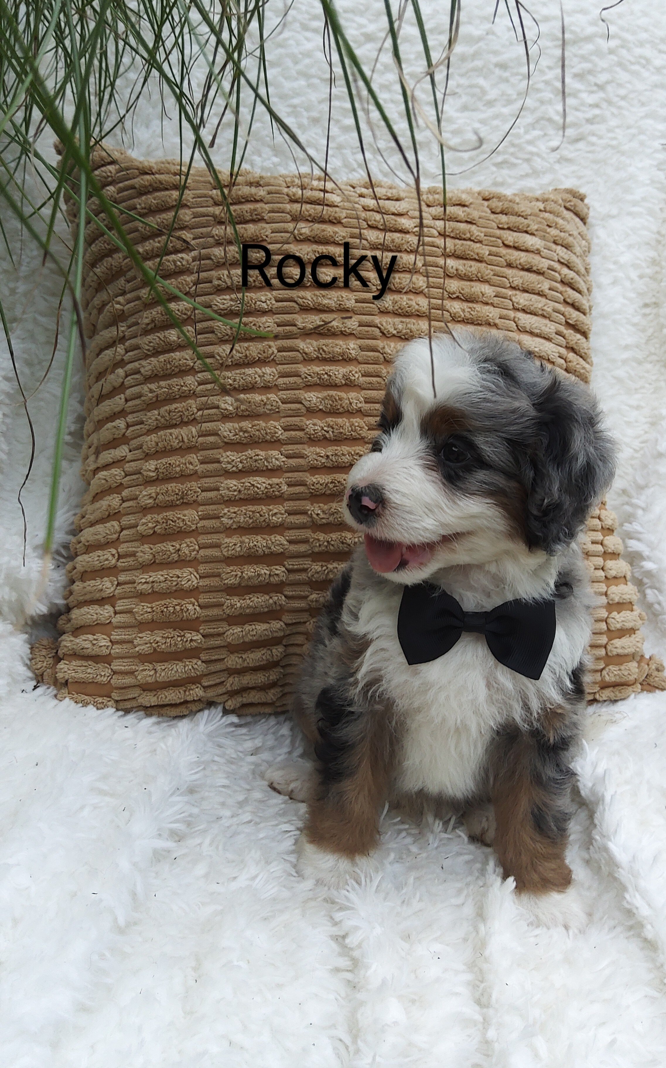 Rocky image 2