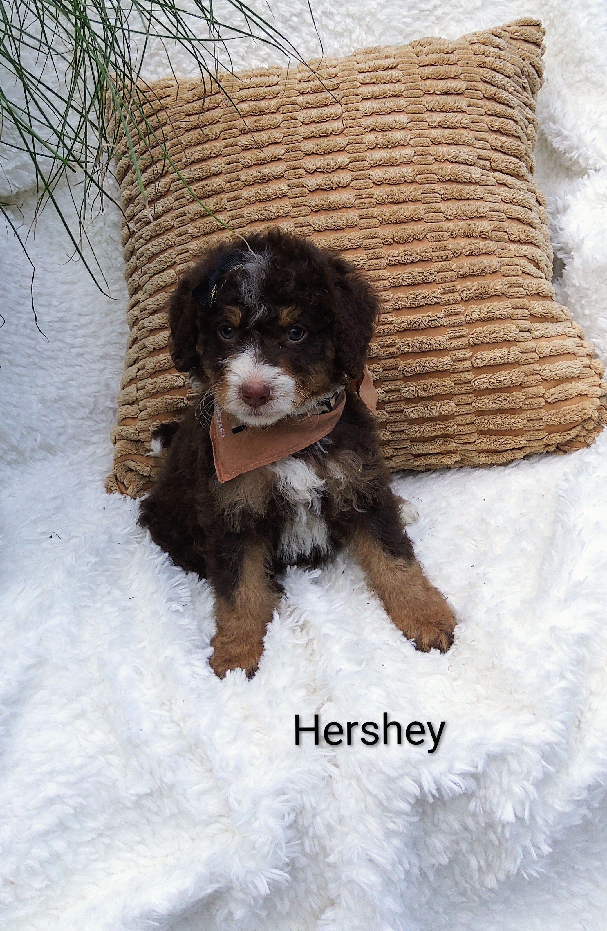 Hershey image 3