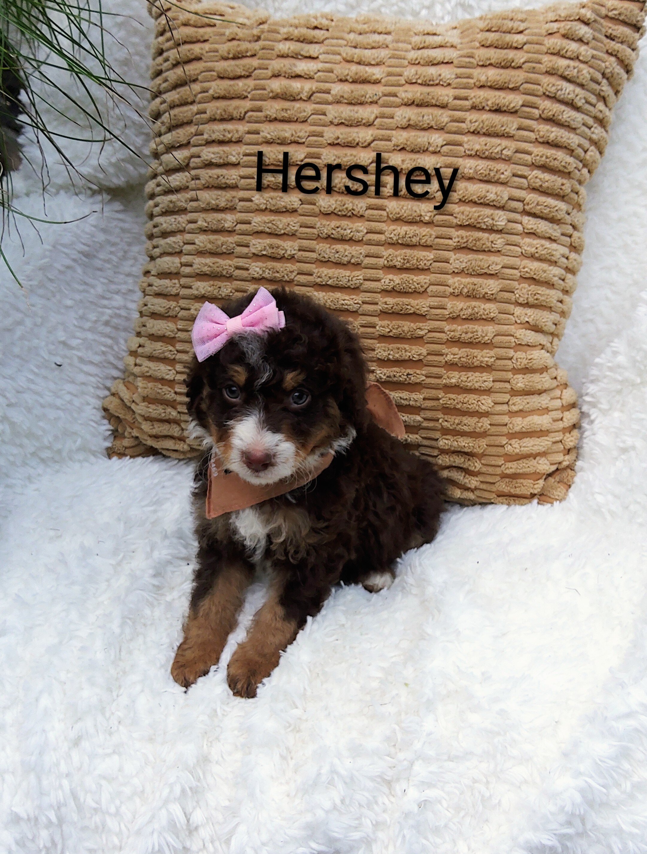 Hershey image 4