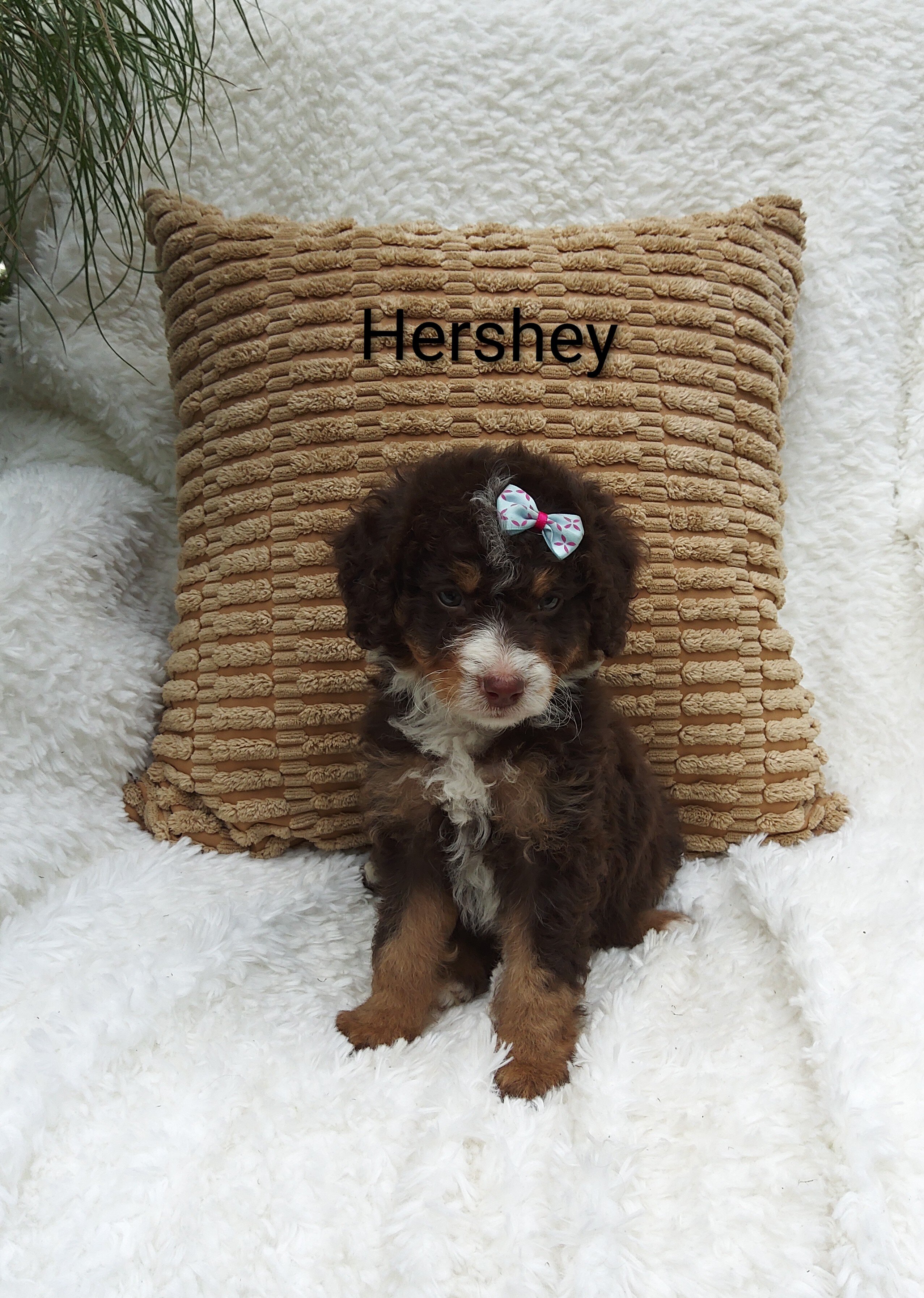 Hershey image 1