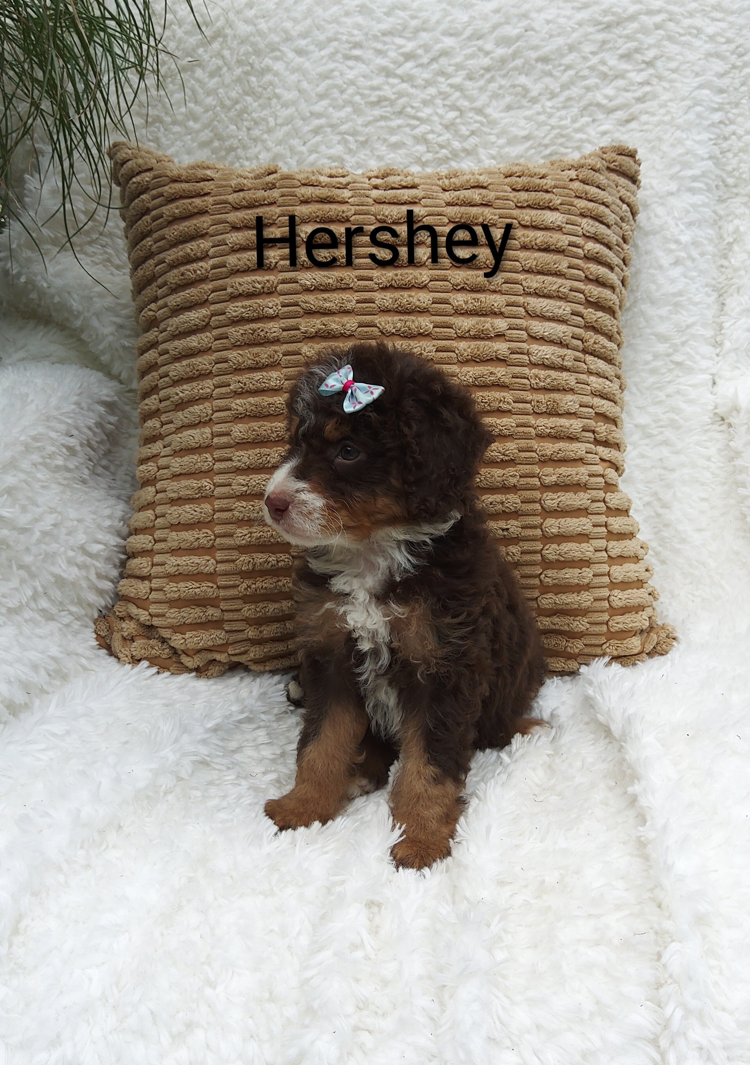 Hershey image 2