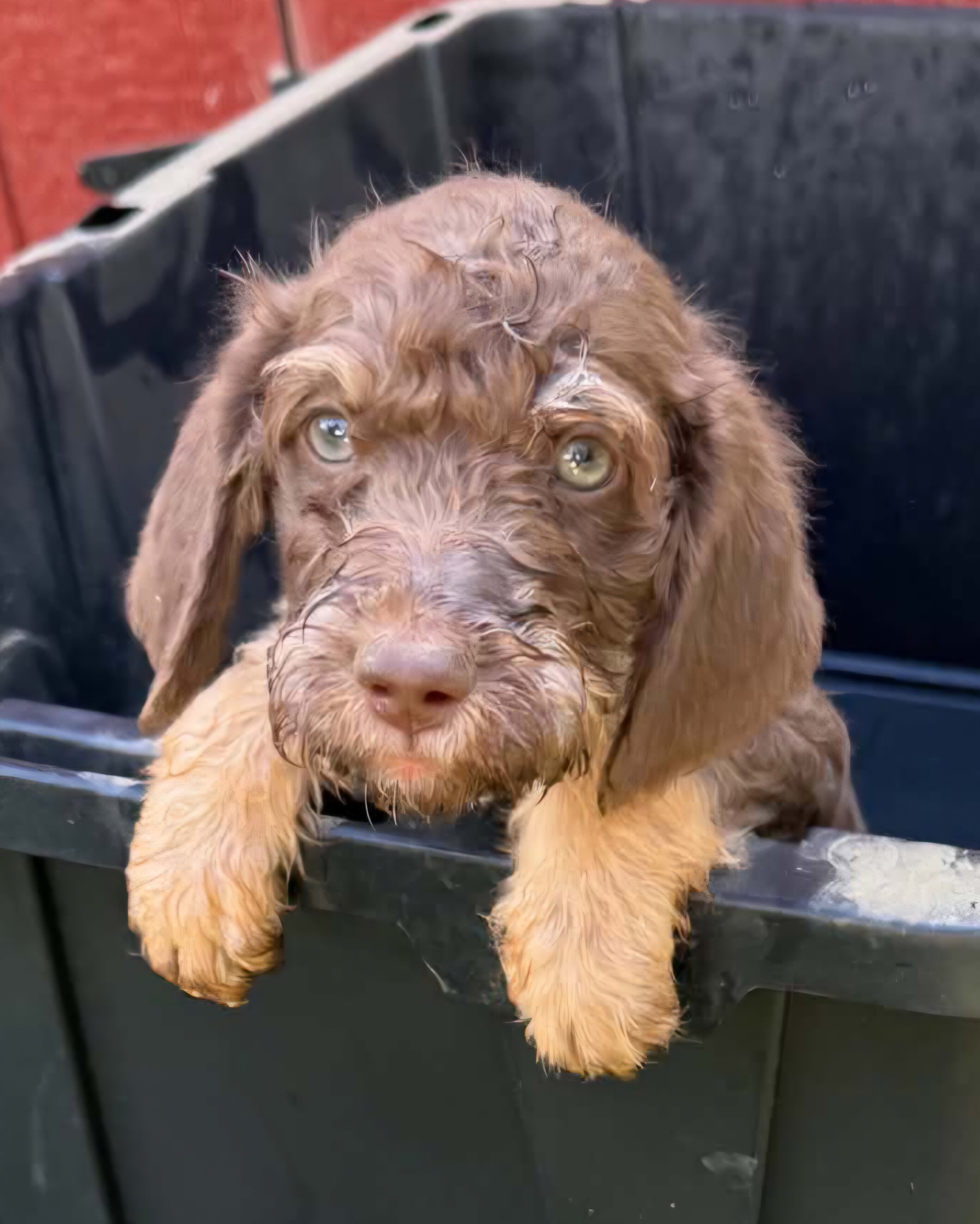 Bernedoodle AussieDoodle Mix image 2