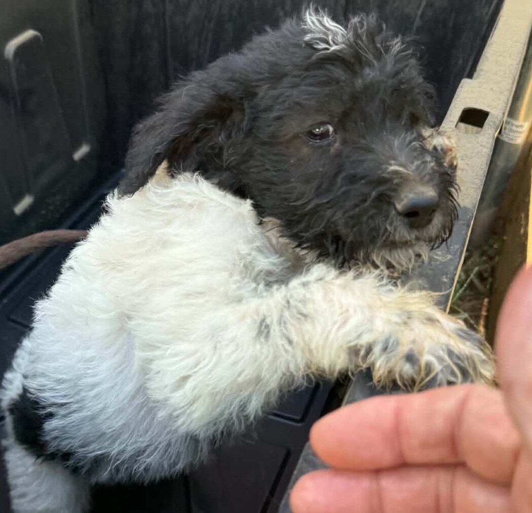 Bernedoodle AussieDoodle Mix image 1