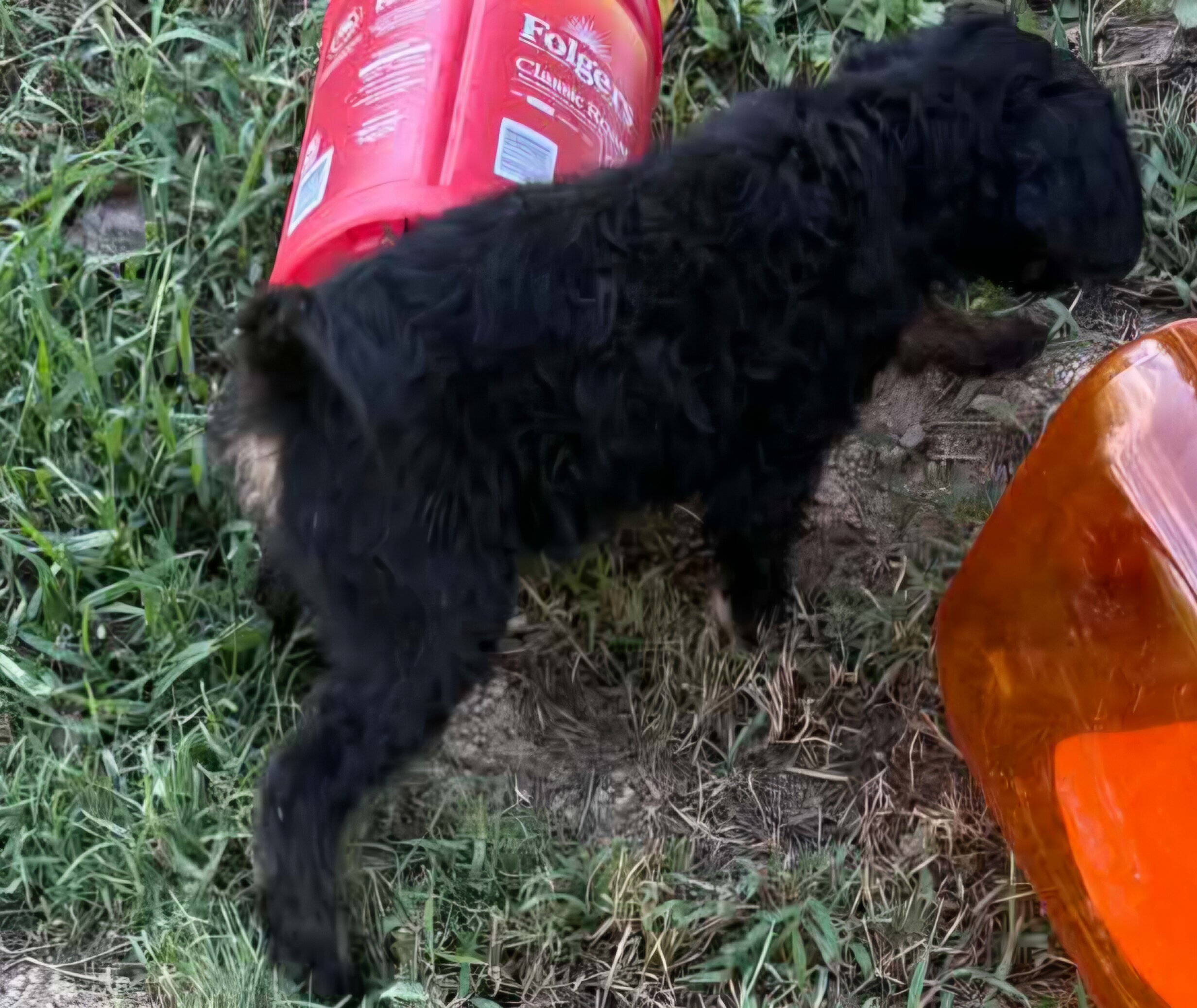 Bernedoodle AussieDoodle Mix image 3