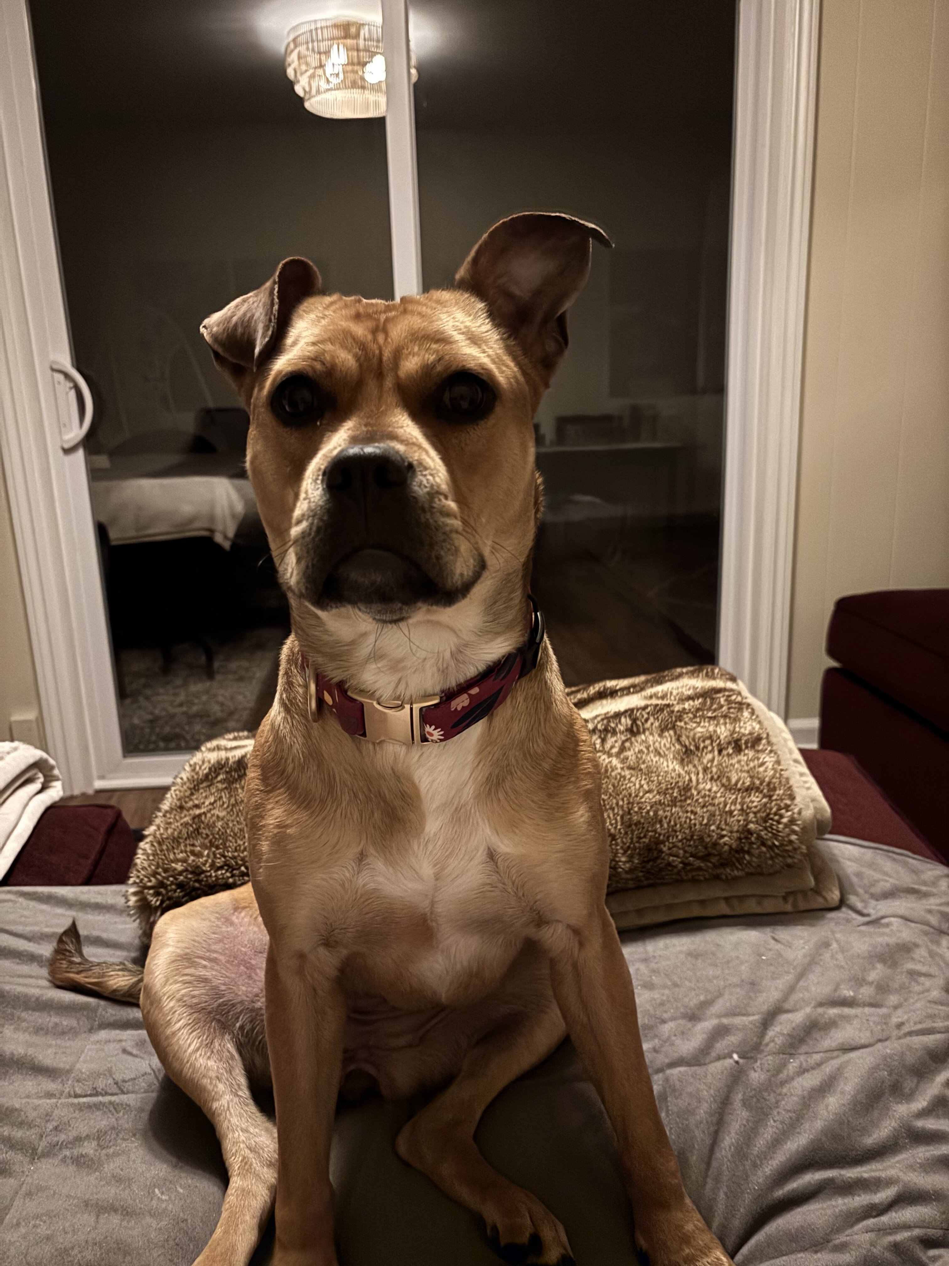 Australian cattle dog/American pitbull terrier mix image 8